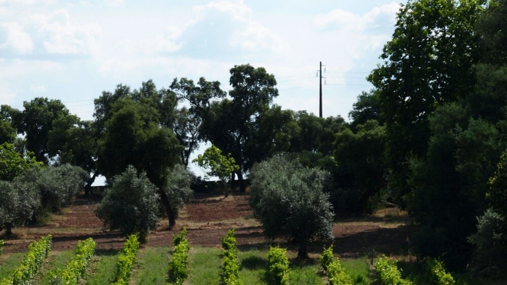 Фото Quinta dos Ribeiros
