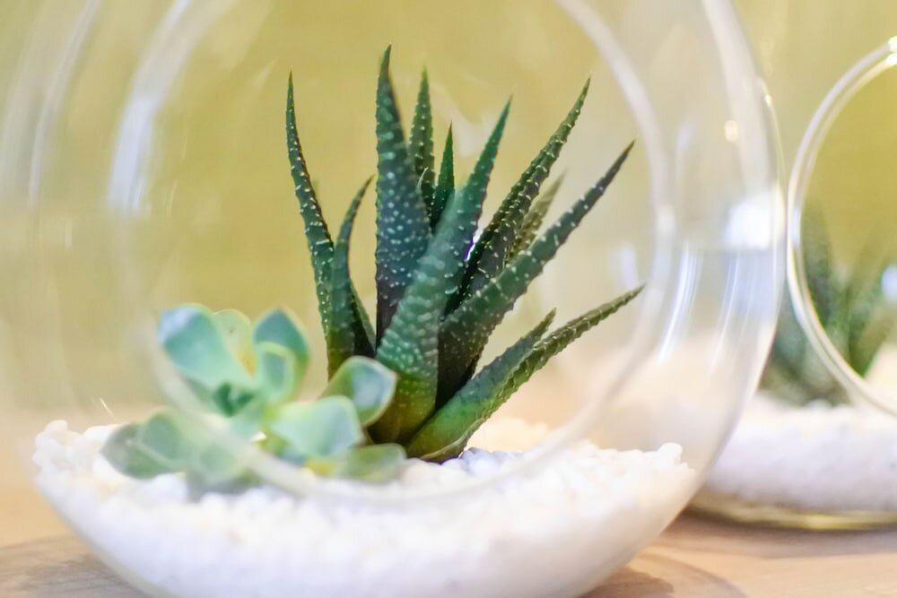 Фото Green Hotel - West District