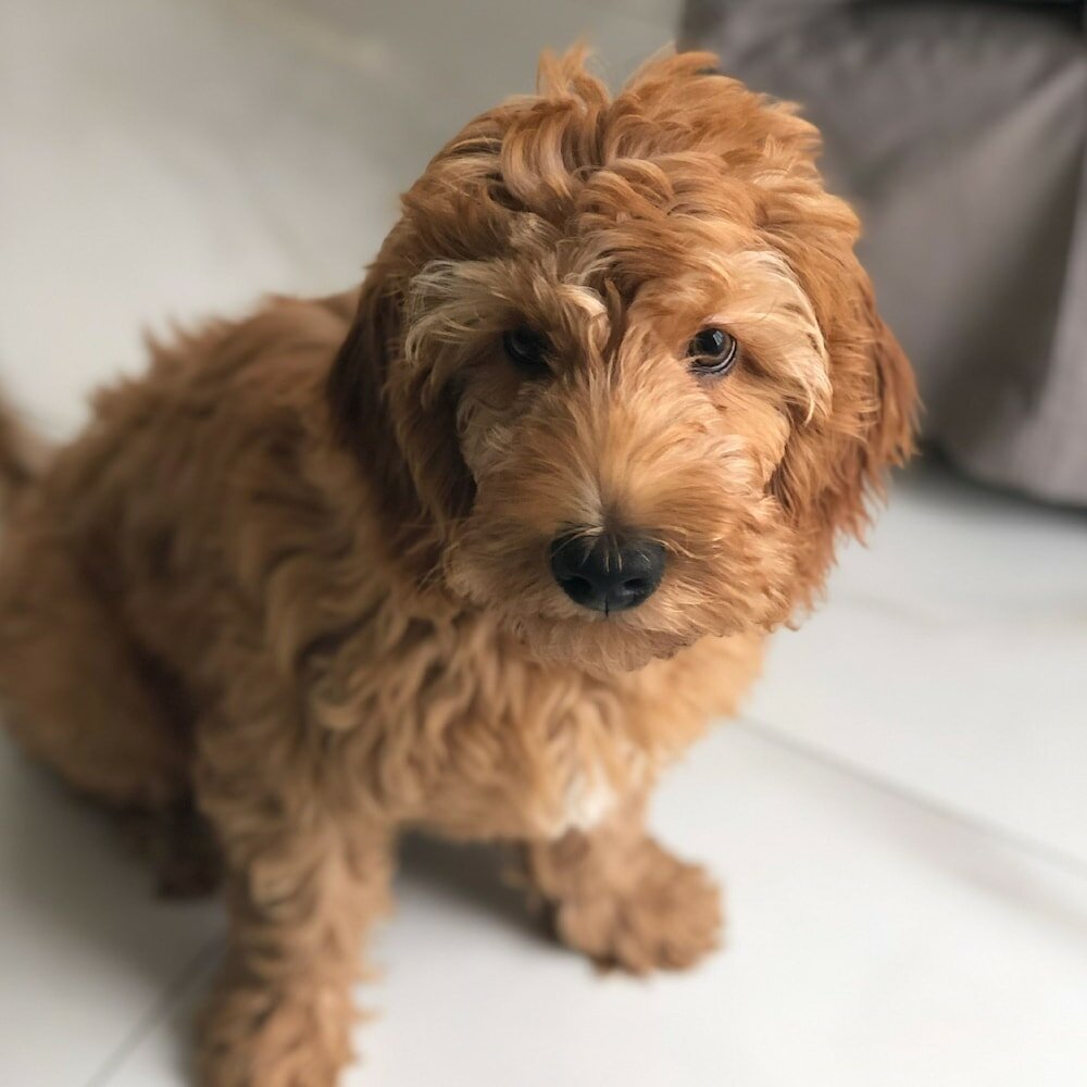 Фото Pleno Palermo Soho