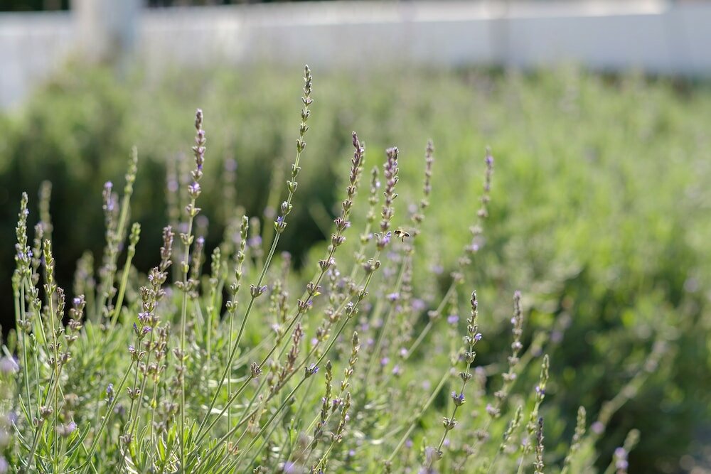 Фото White Lodge Constantia Guest House