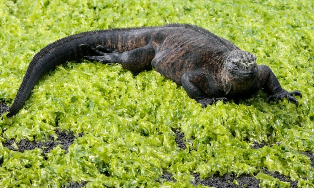 Фото El Paraiso de Isabela