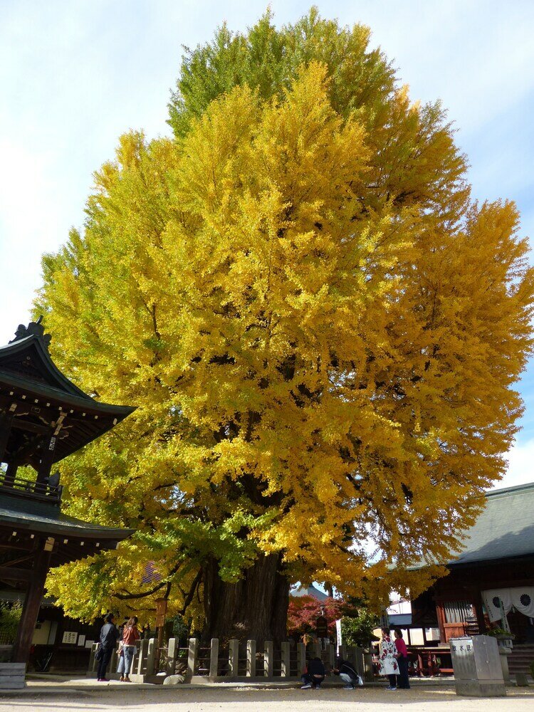 Фото Minshuku Kuwataniya