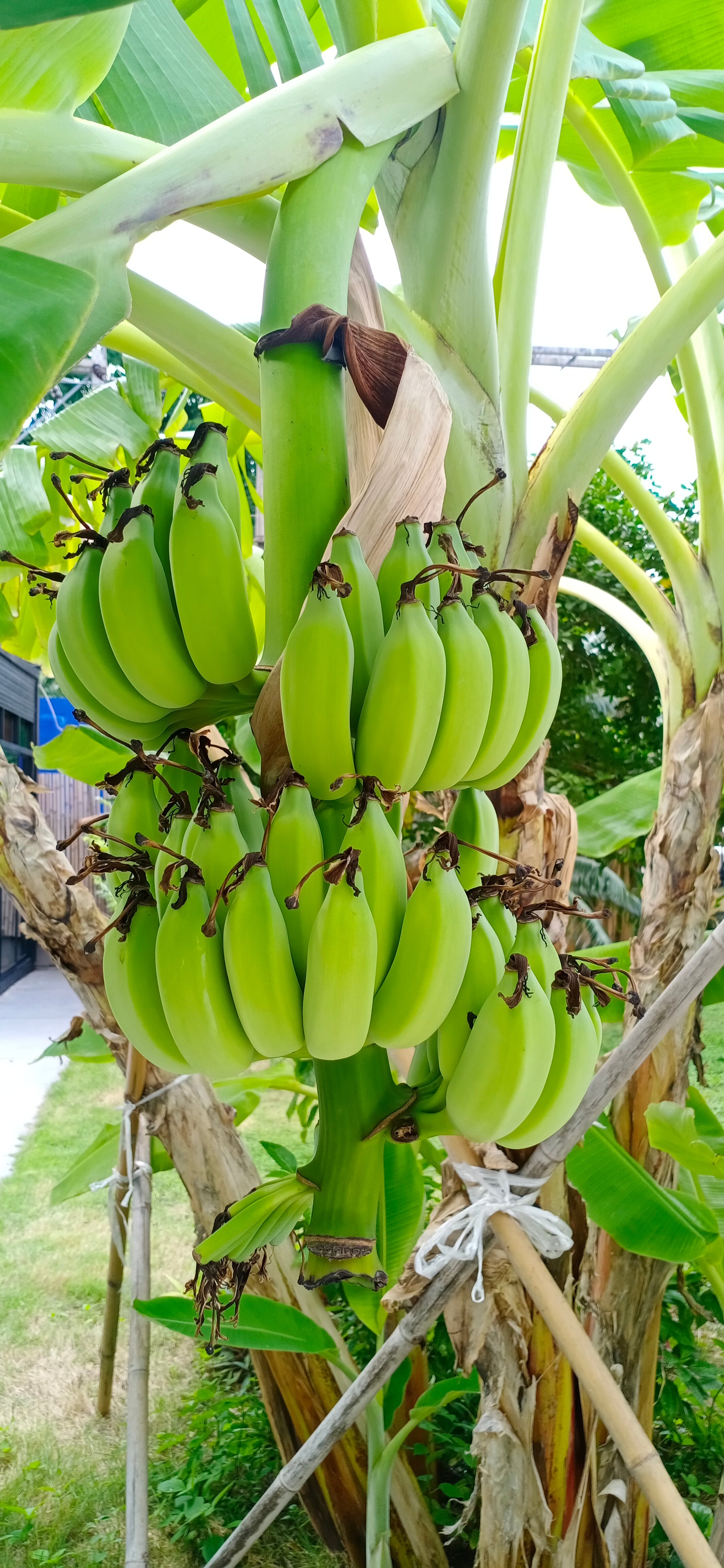 Фото Sabai Sabana