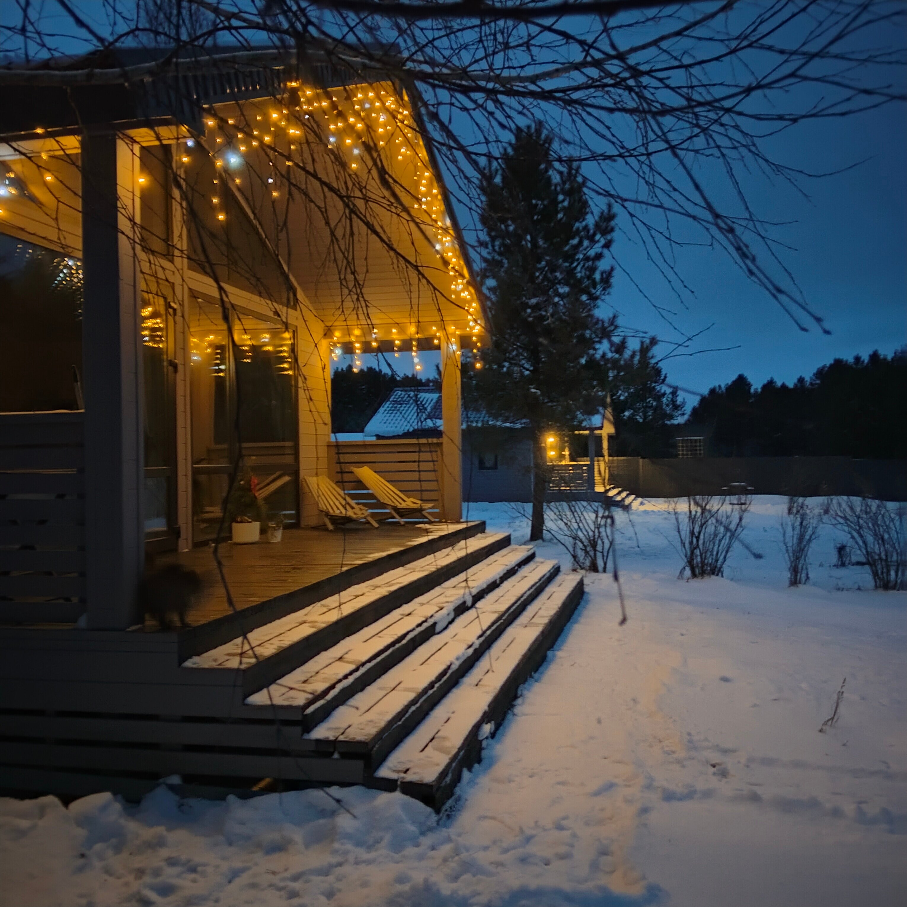 Фото Сосны. Тут