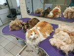 Vesyolaya mysh (ulitsa Chekhova, 10А), salón de mascota, peluquería de animales