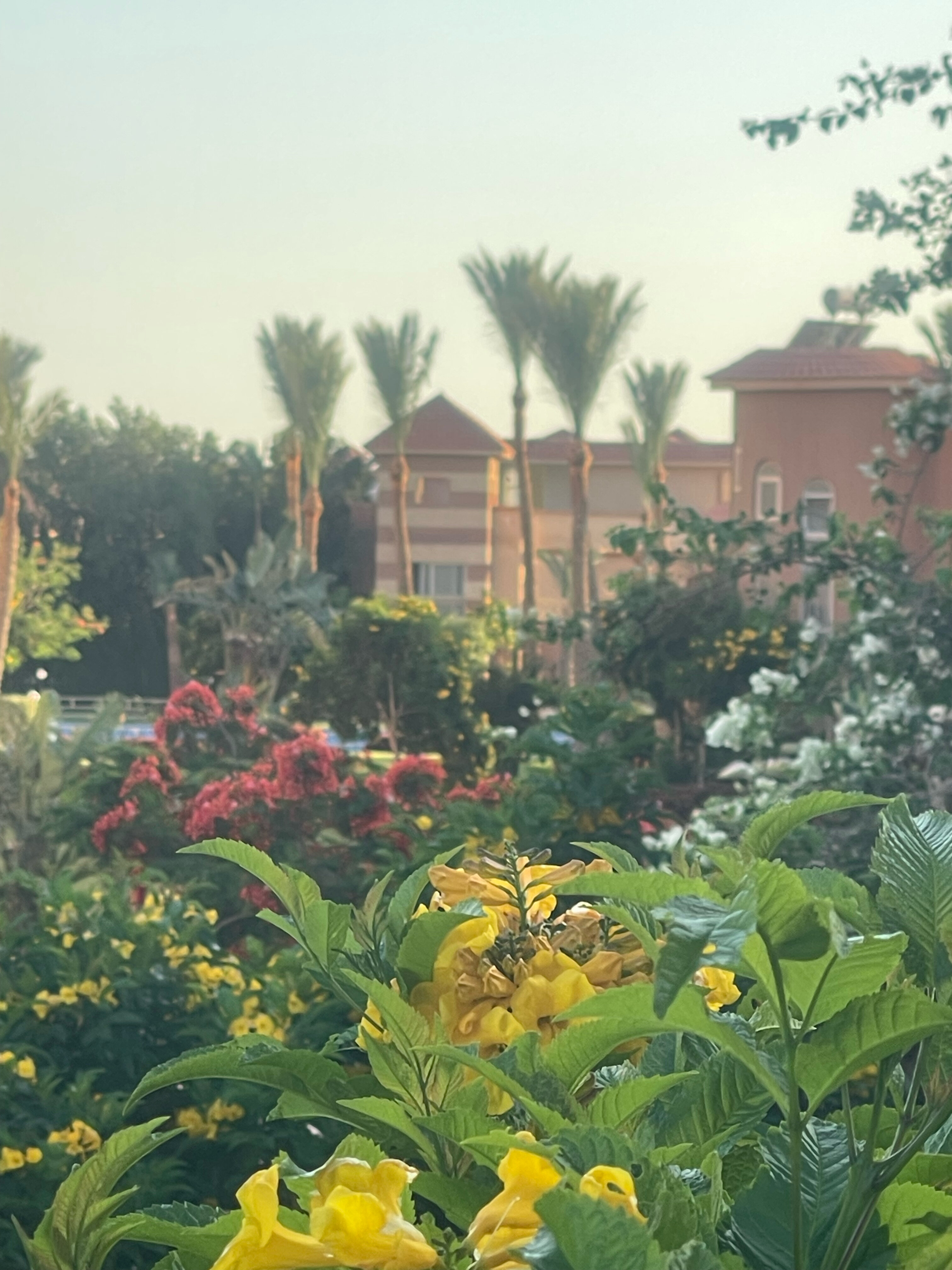 Фото Parrotel Lagoon Waterpark Resort