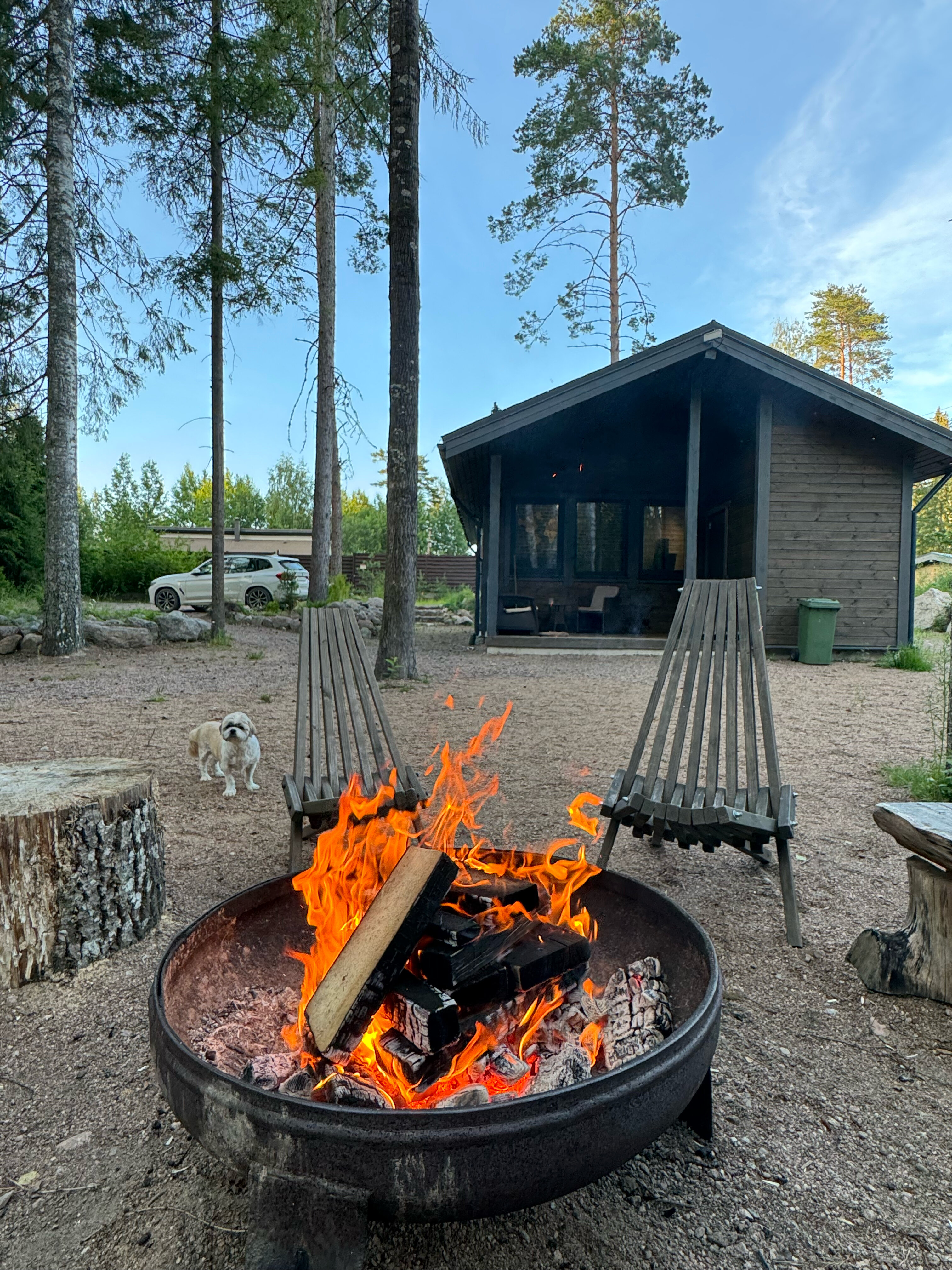 Фото Smell Of The Forest