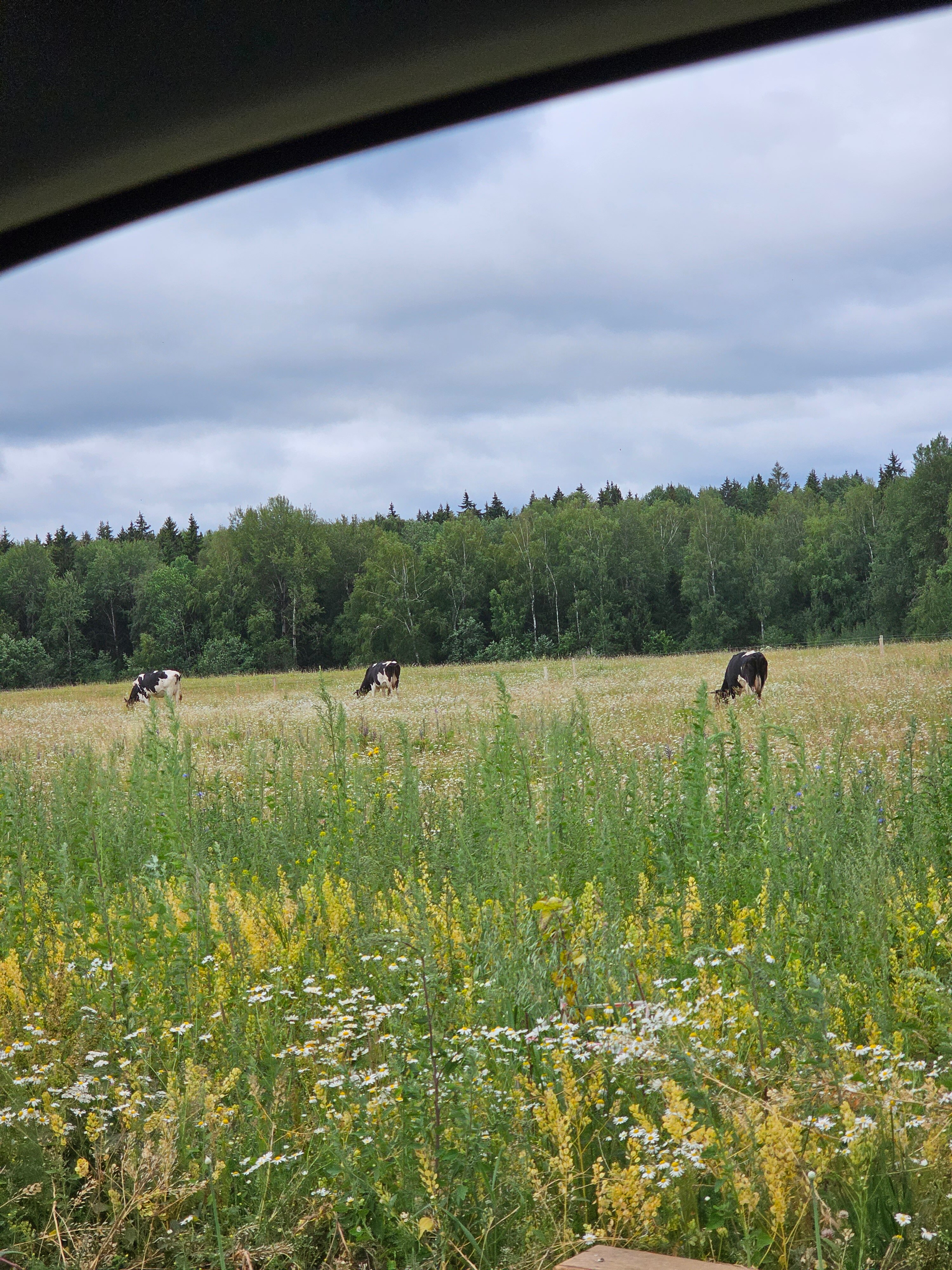 Фото Михайловское угодье
