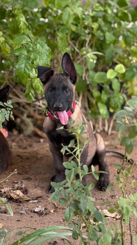 Zoo center Commando Dog Training, Ajman, photo
