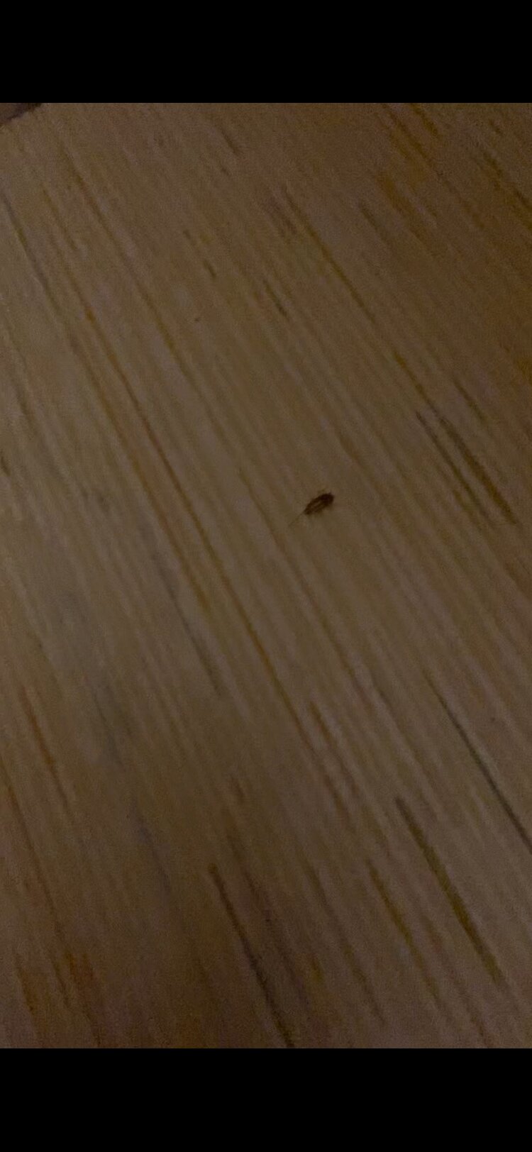 Фото Галиот