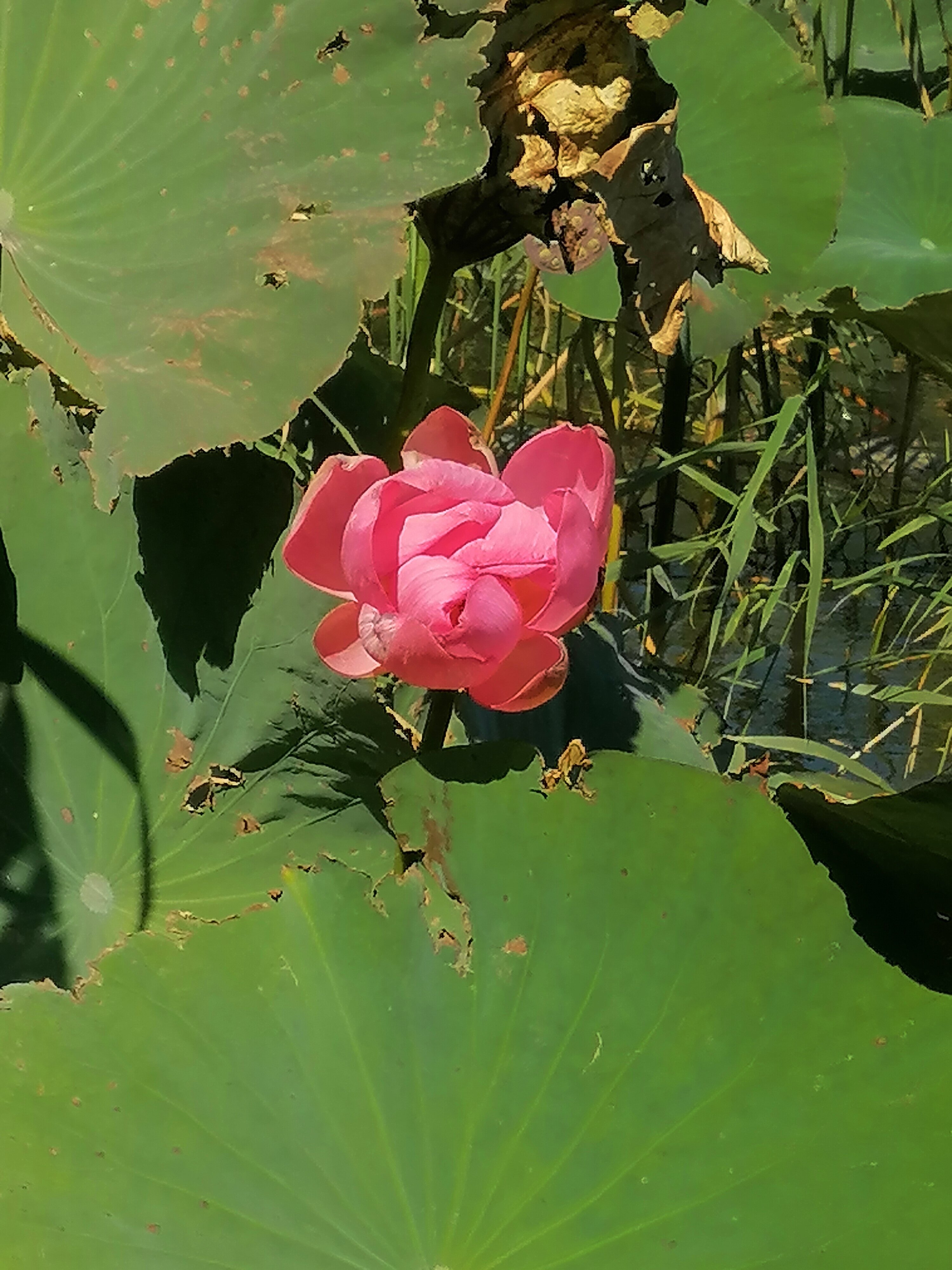 Фото Зеленга