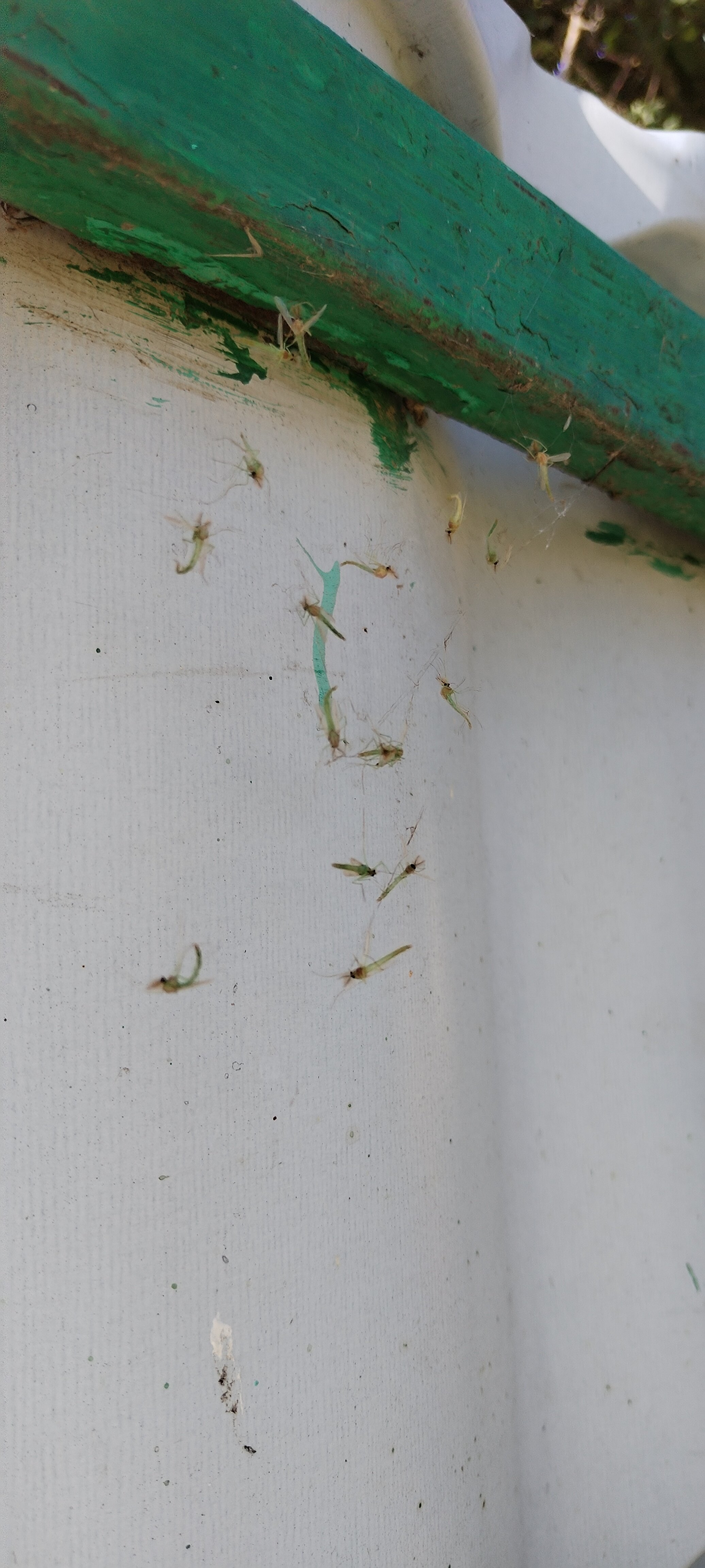 Фото Holiday Park Чумбур-Коса