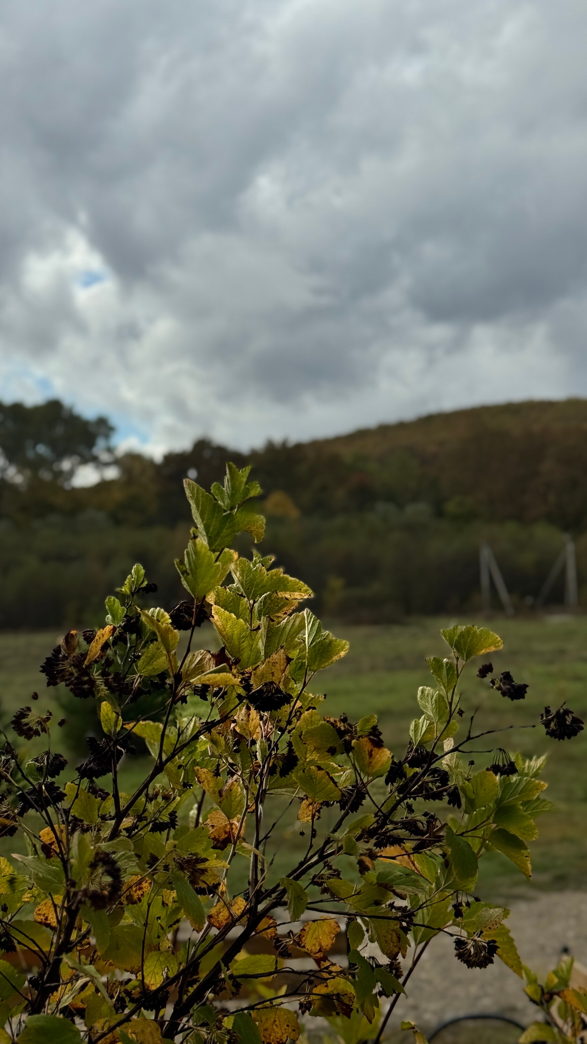 Фото Дубровский