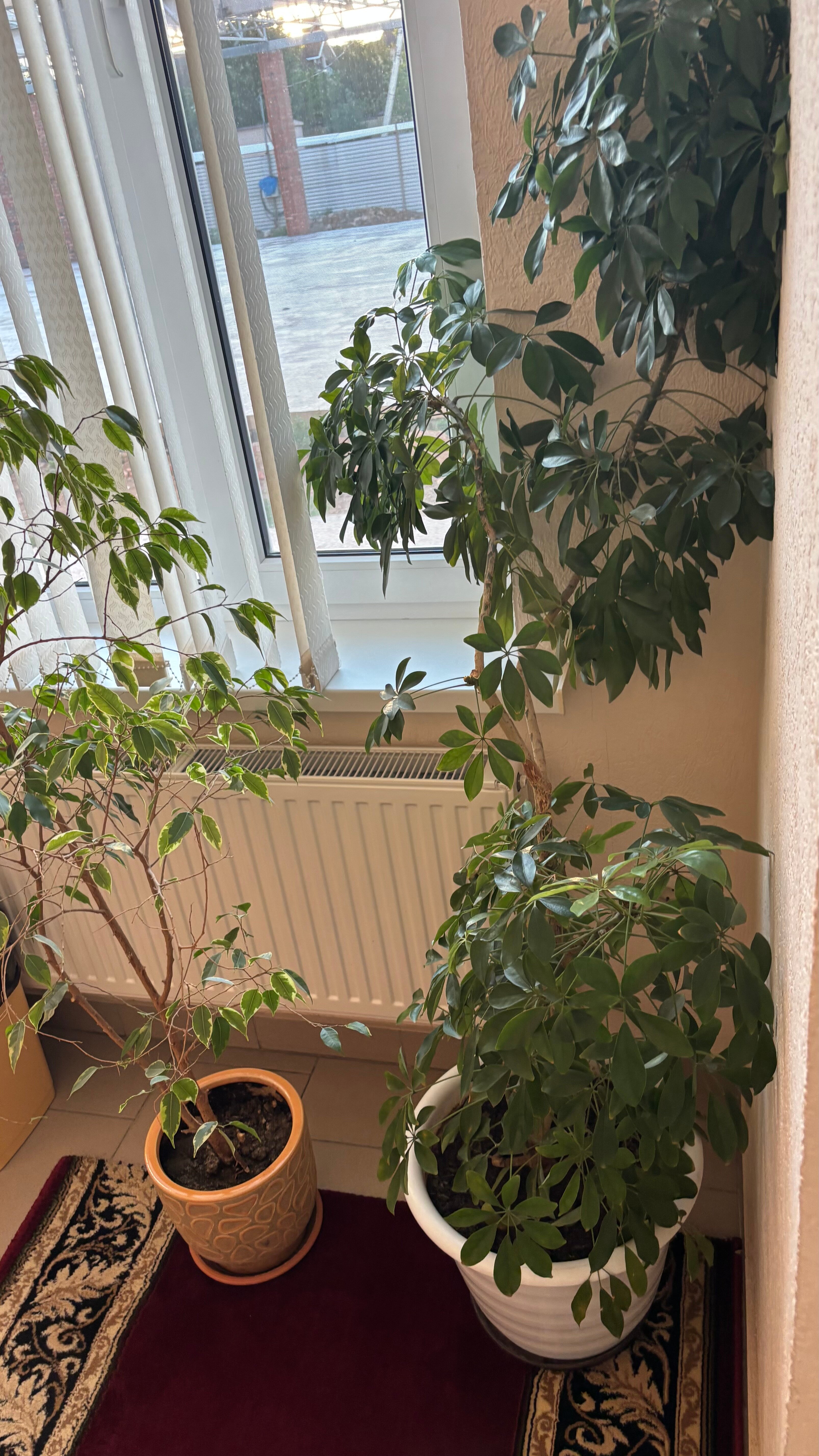 Фото Лазурит