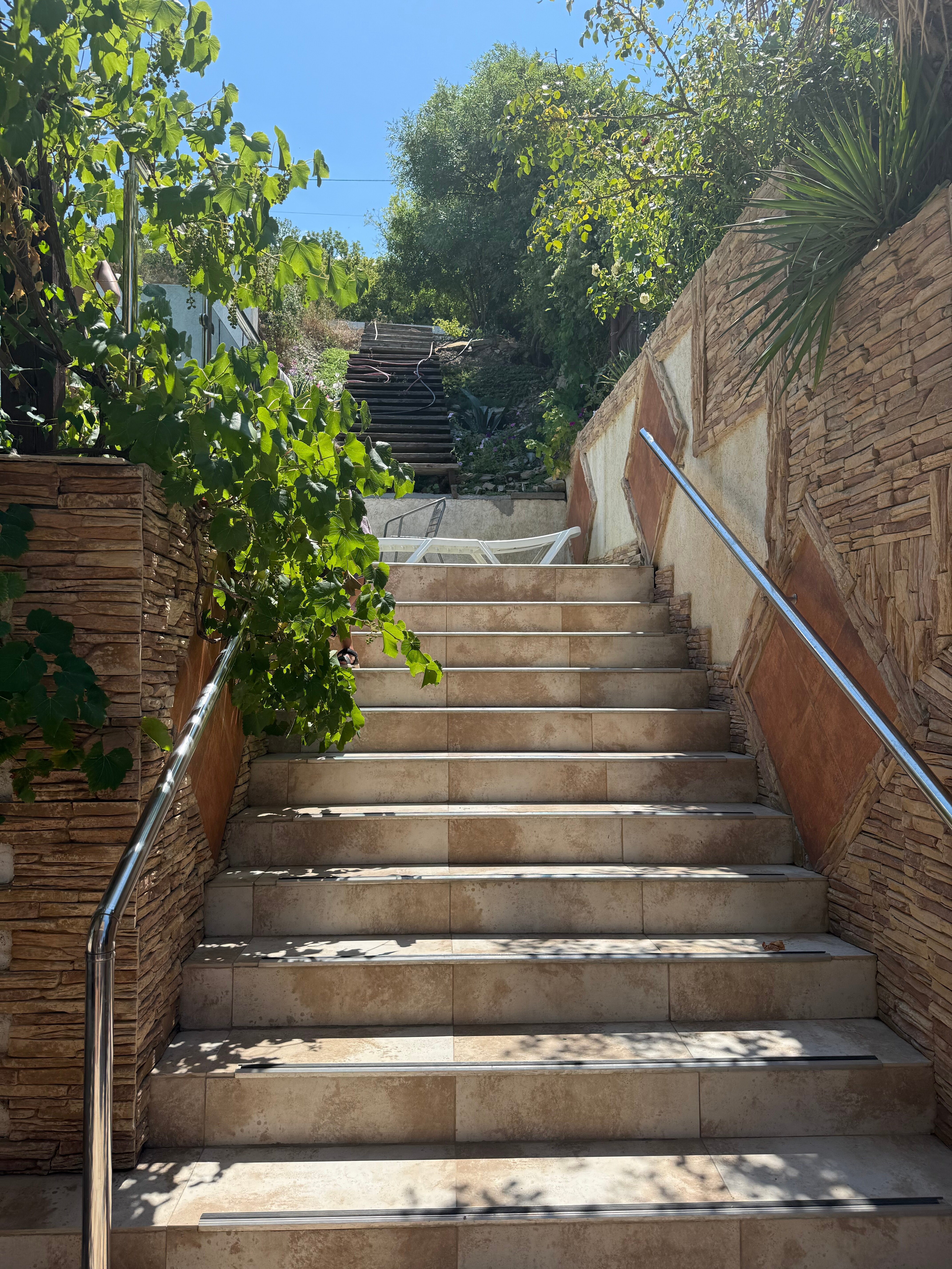 Фото Пальма Финик