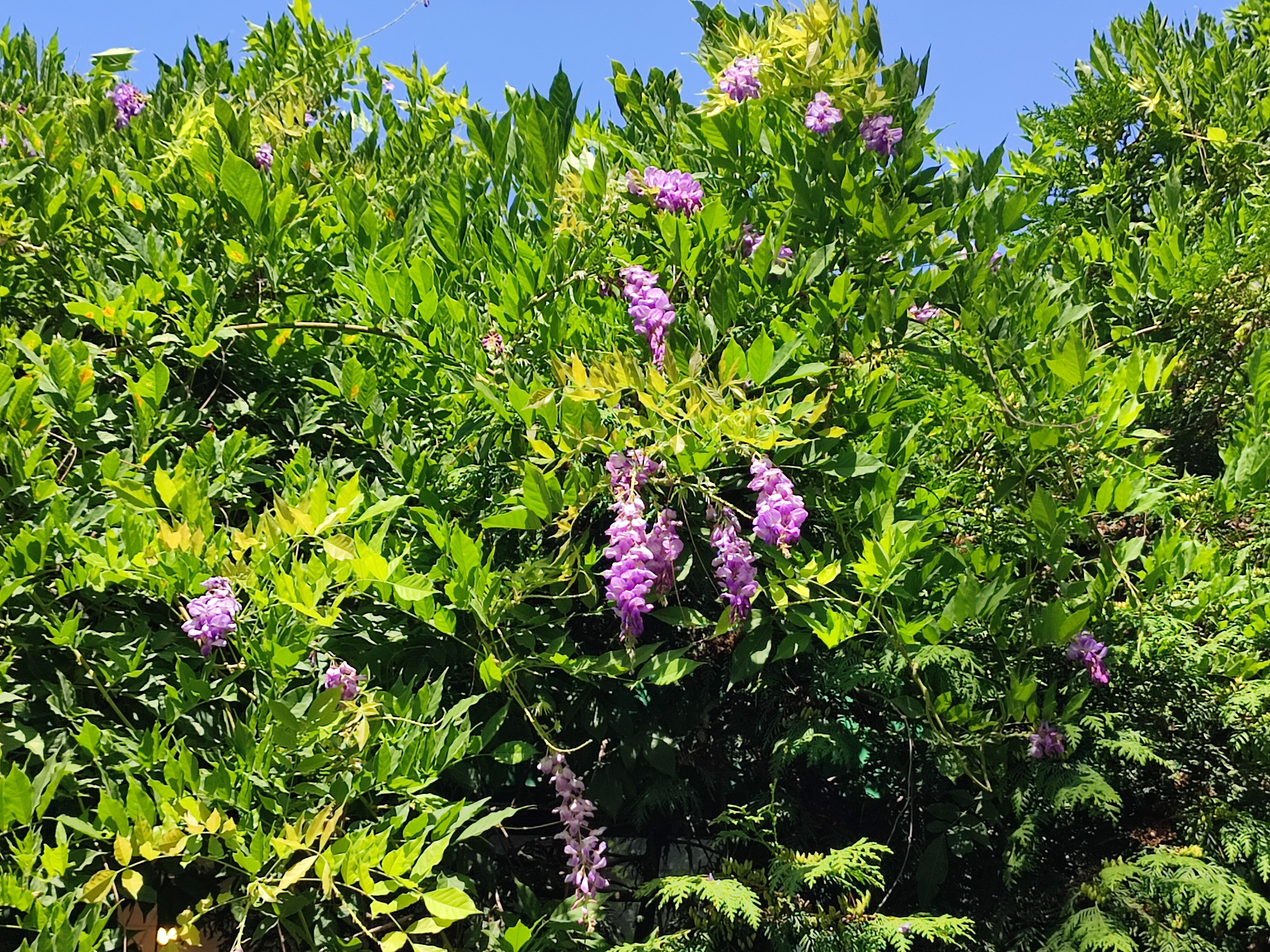 Фото Бугенвиллея