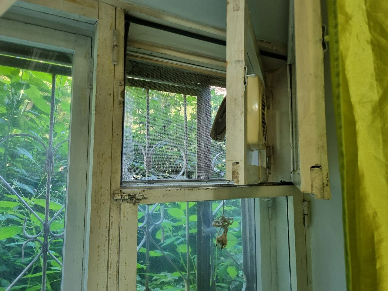 Фото Колосок