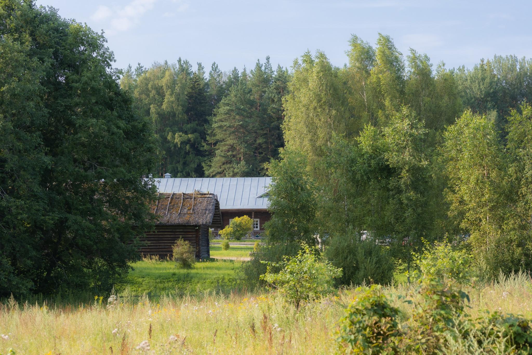 Фото Мятный сад