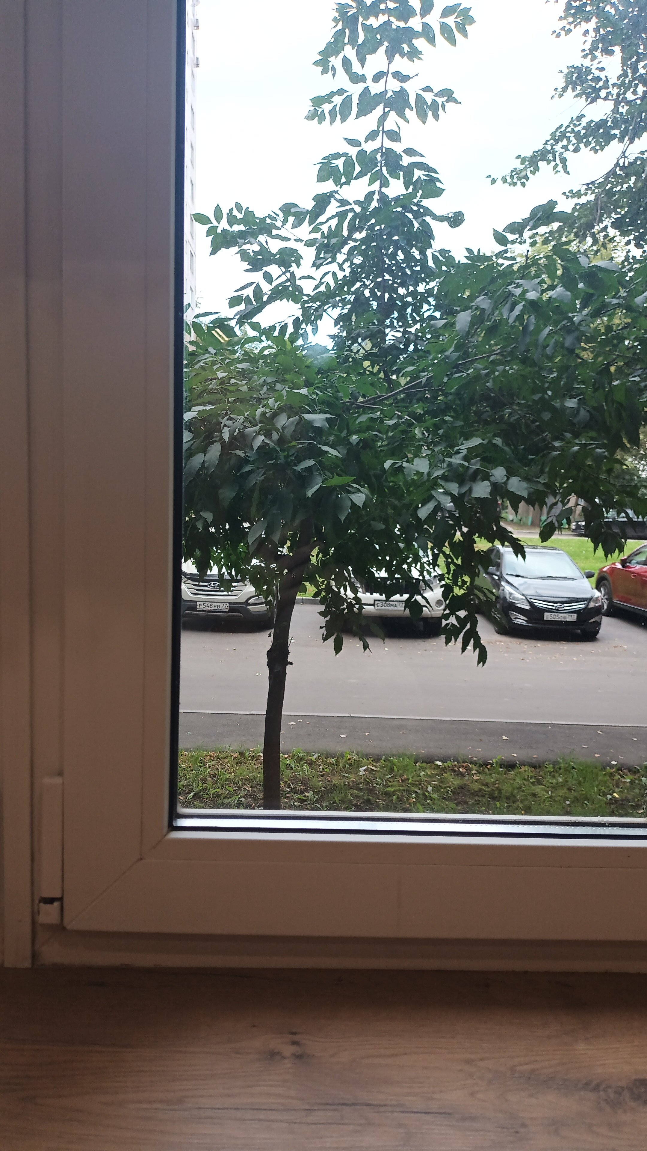 Фото Улитка