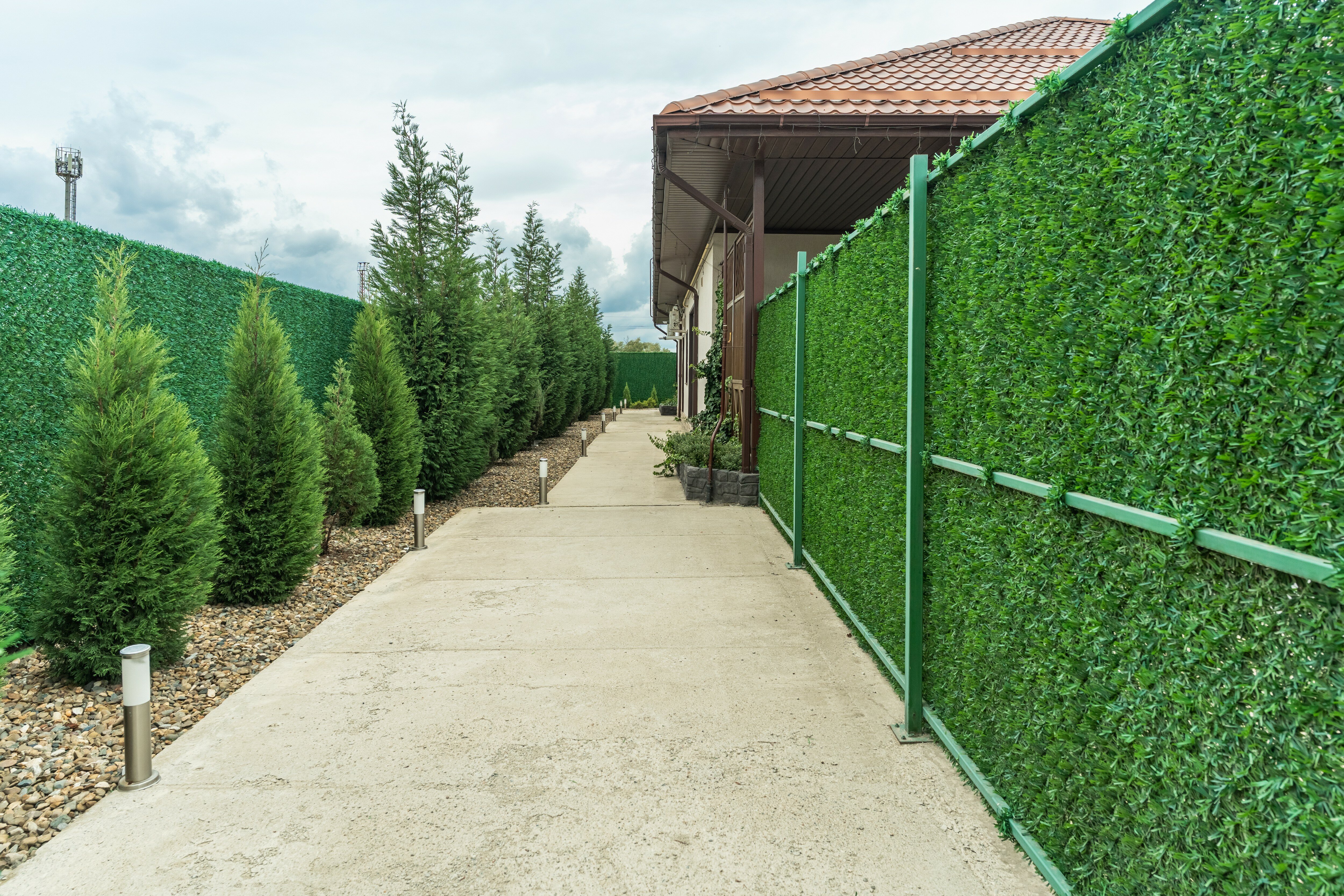 Фото Березка