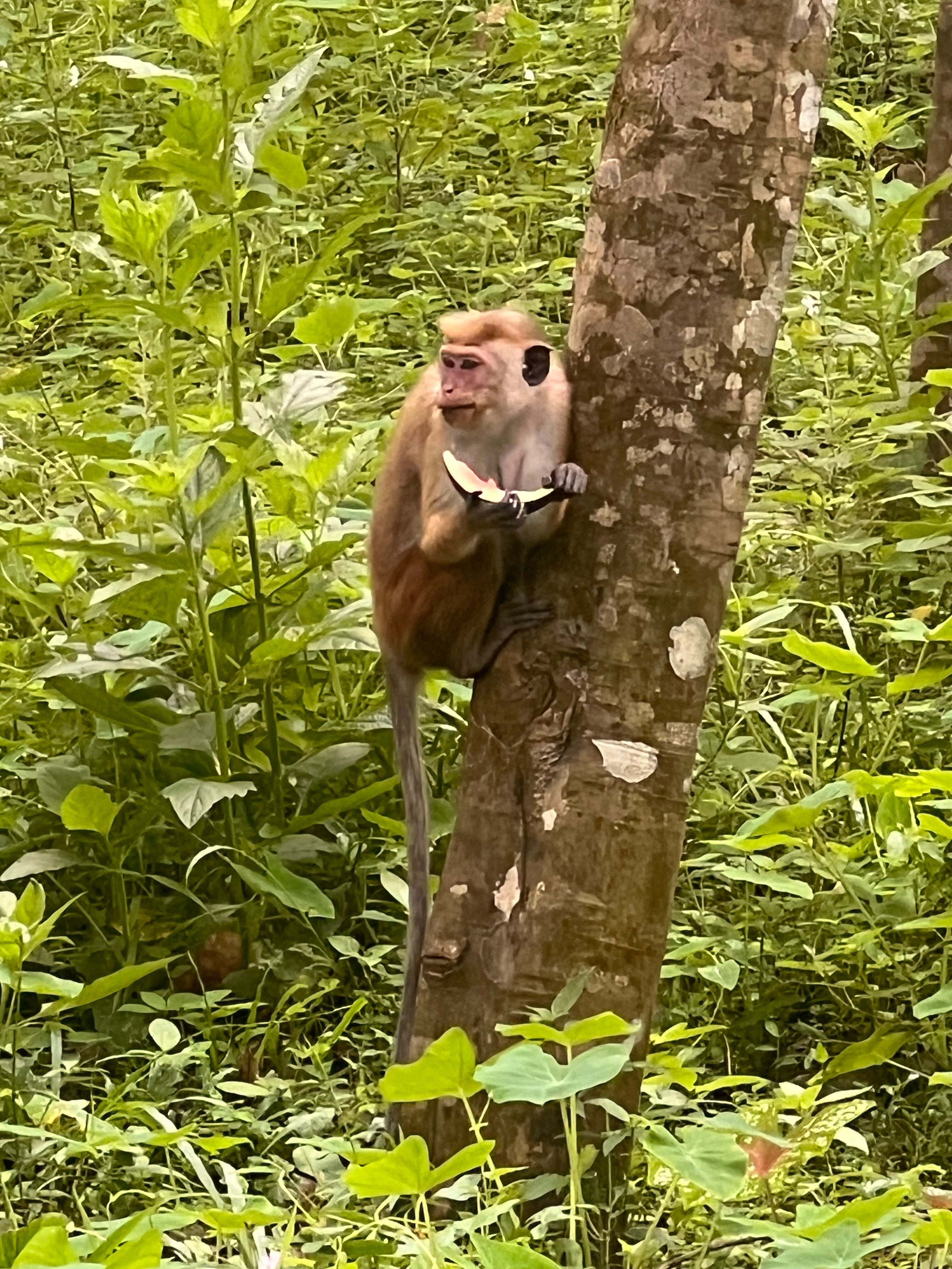 Фото Turyaa Kalutara