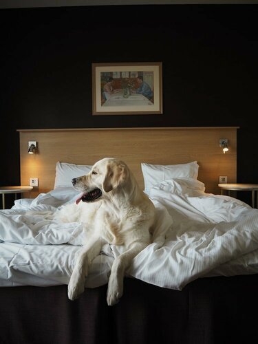 Гостиница Skara Konsthotell в Линчёпинге