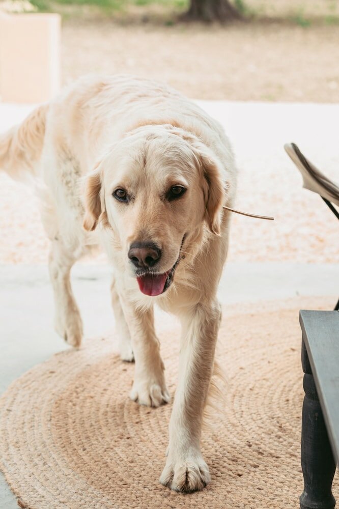 Фото Iuta Glamping & Farm