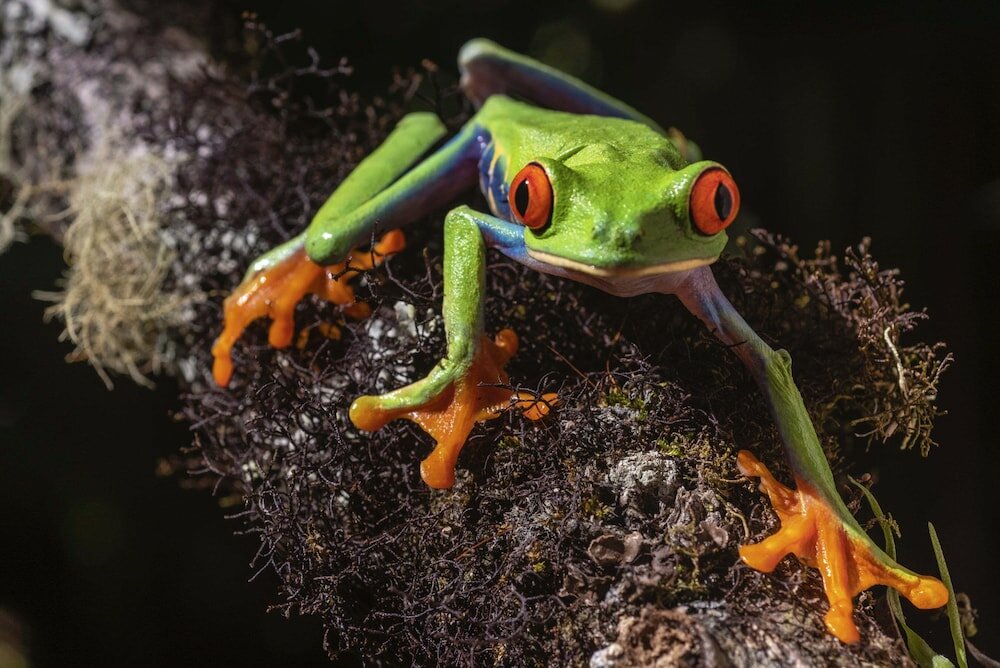 Фото Peace Lodge