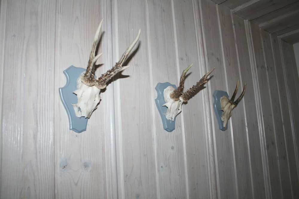 Фото Landhaus Foresta