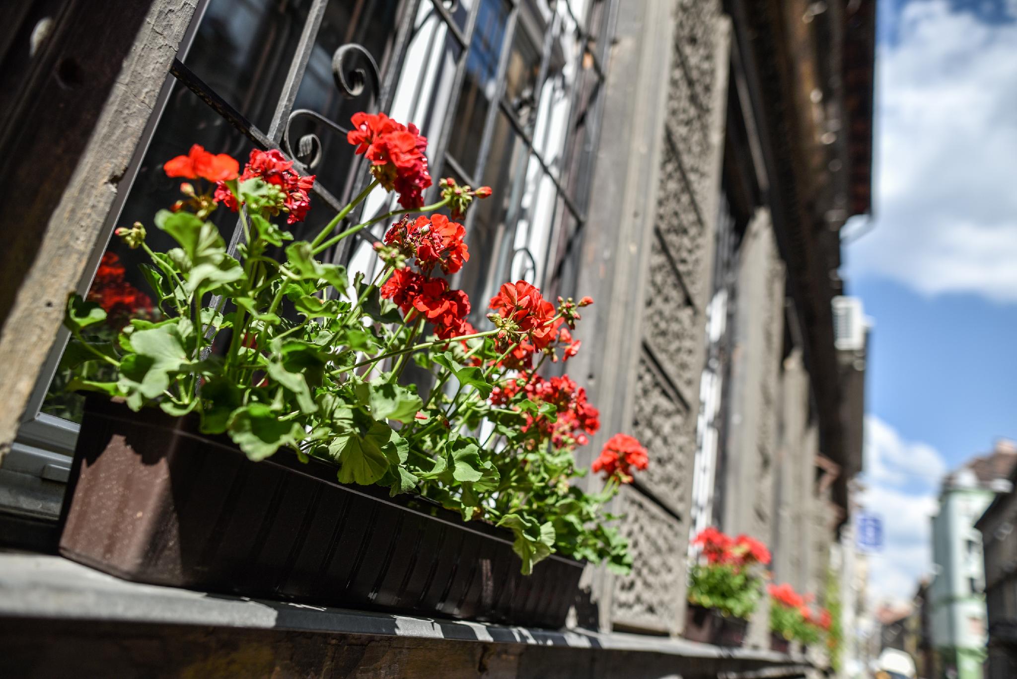 Фото Corvin Point Rooms and Apartments