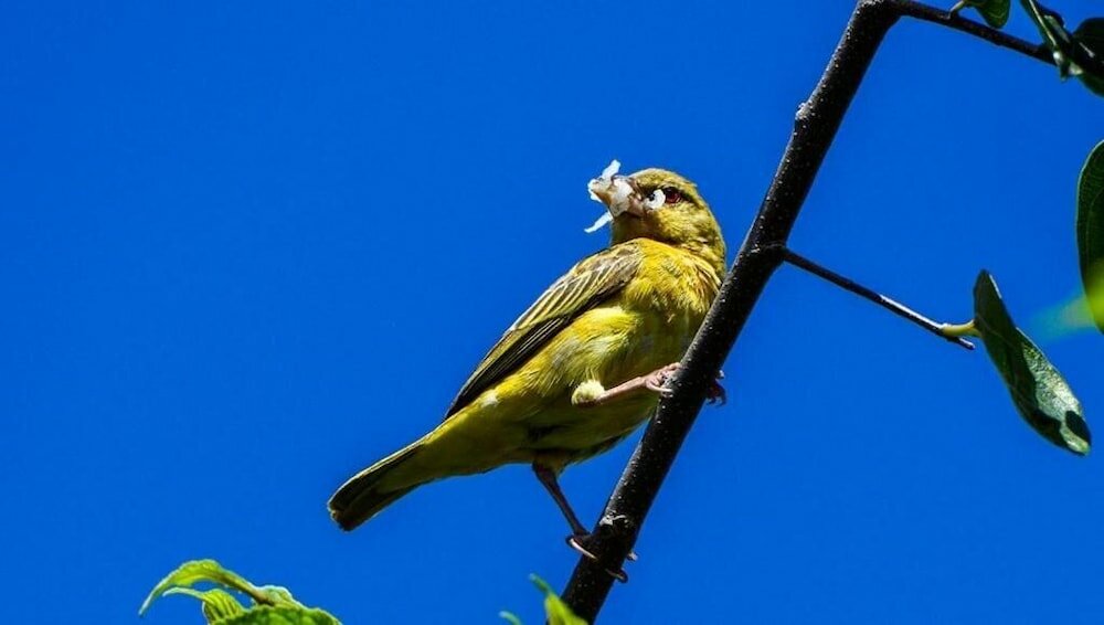 Фото Pierneef's Kraal