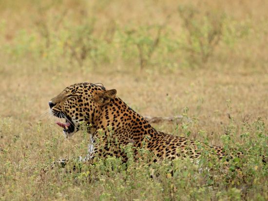 Фото Jetwing Yala