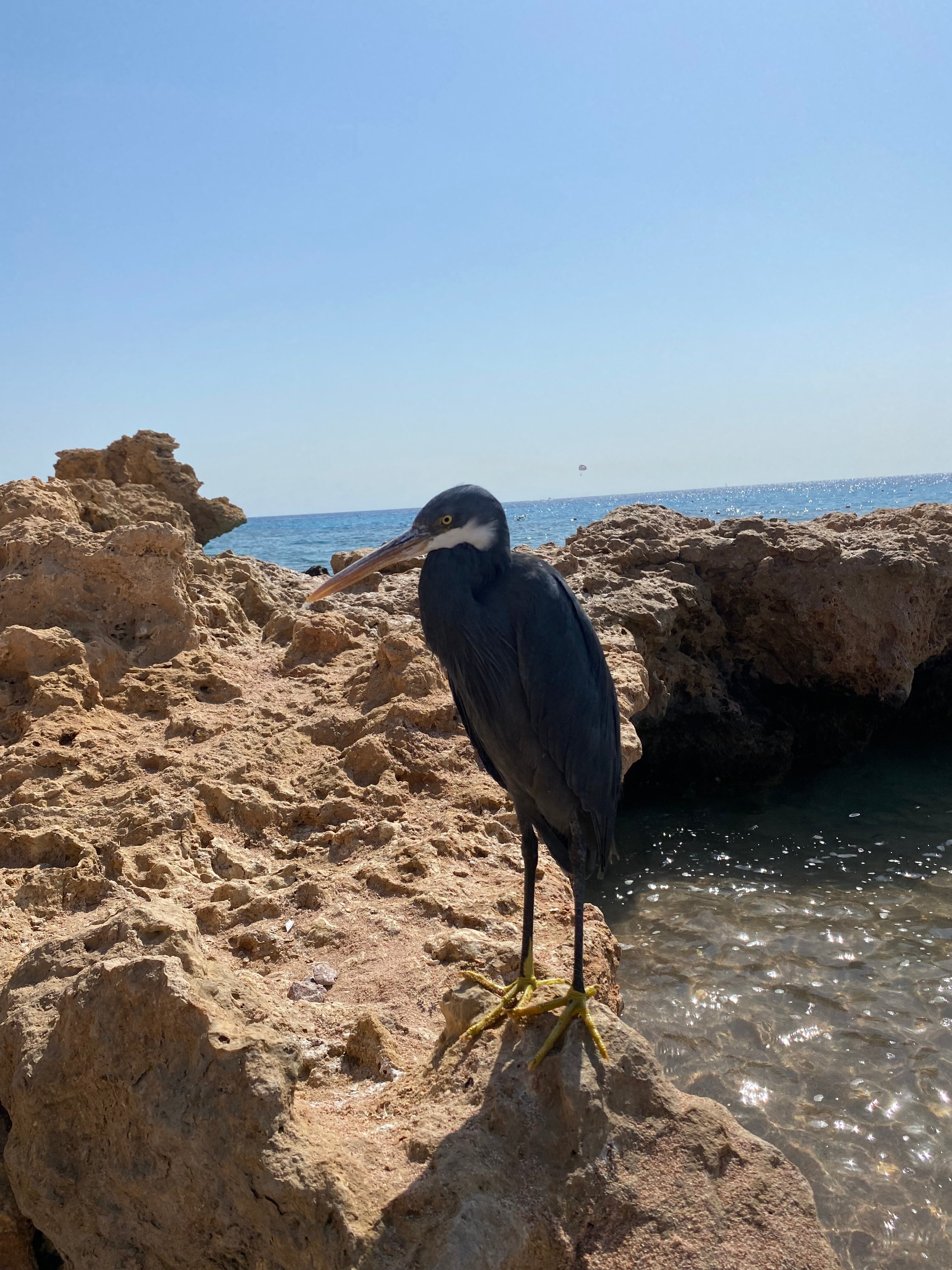 Фото Movenpick Resort Sharm El Sheik 