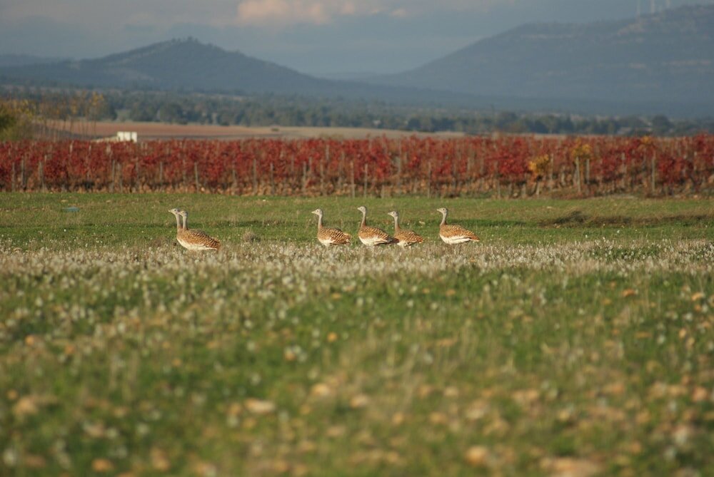 Фото Finca El Romeral
