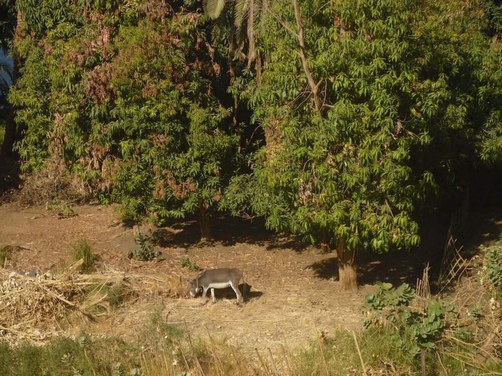 Фото El Prince Guest House