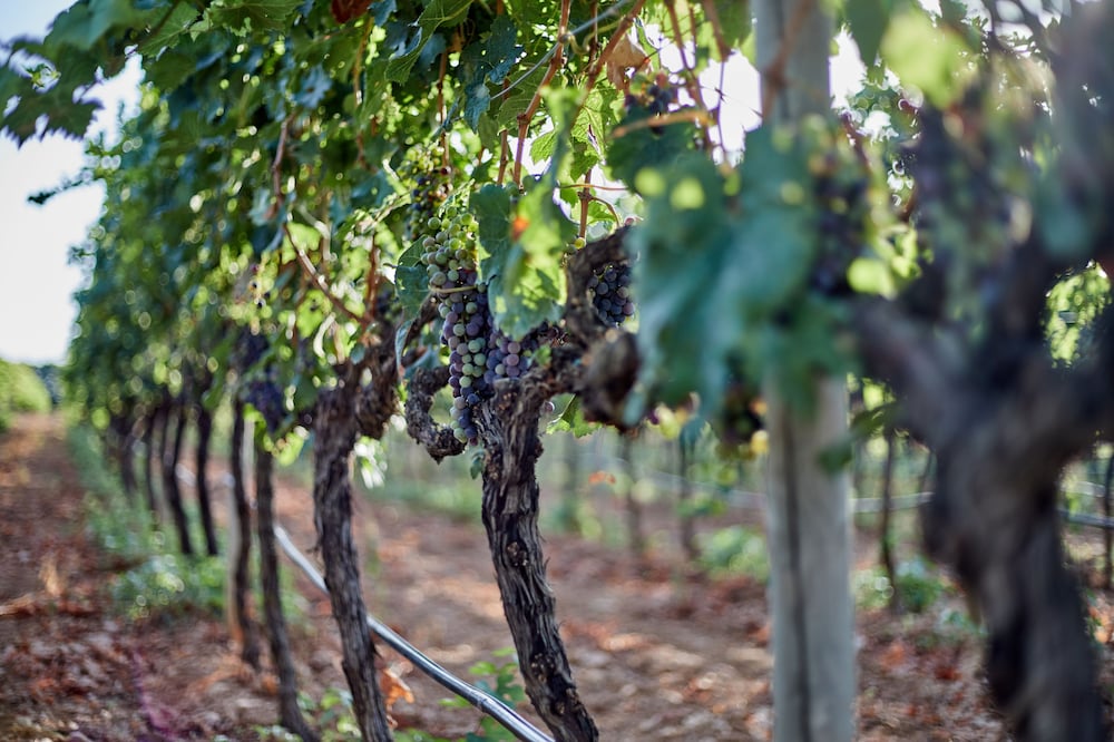 Фото Sa Vinya des Convent