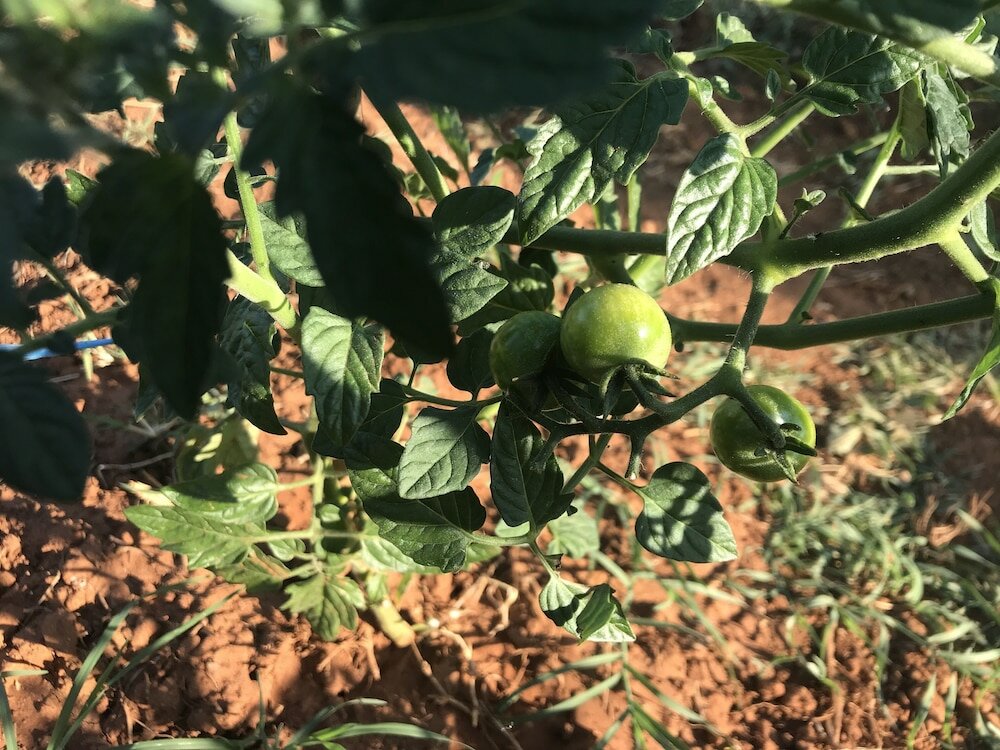 Фото Villa Flowers