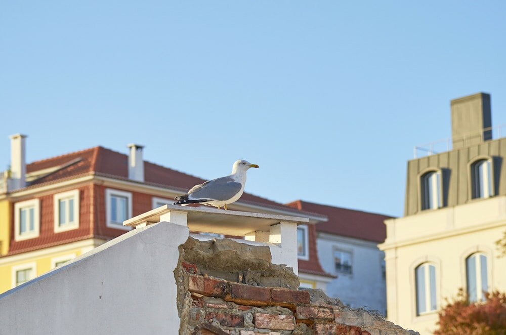 Фото Lisbon Five Stars Apartments - Bica 246