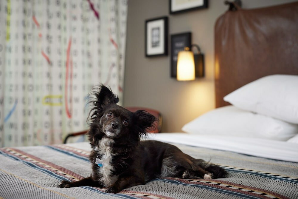 Фото Moxy Austin - University