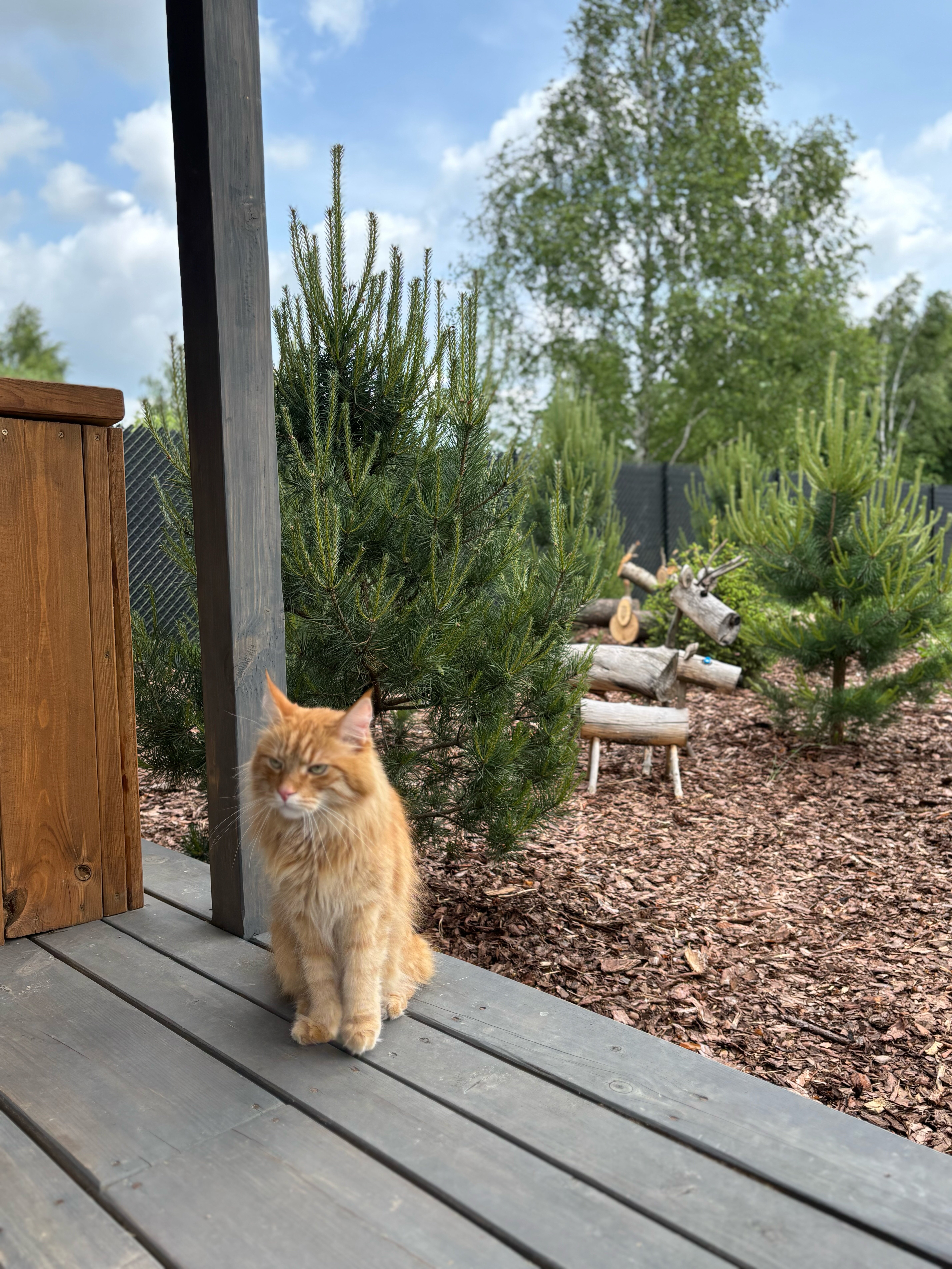 Фото Сканди куб