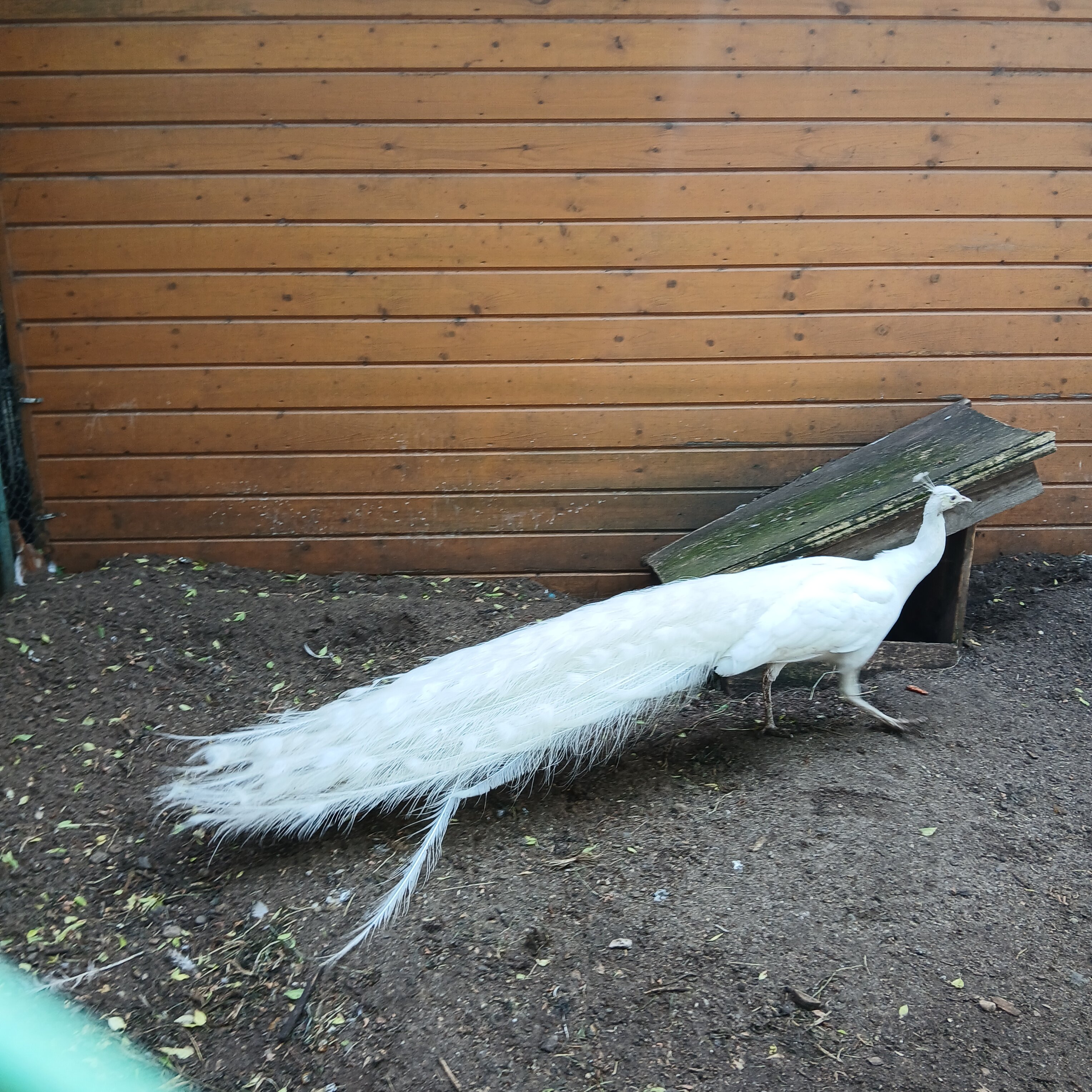 Фото Виктория Вилладж