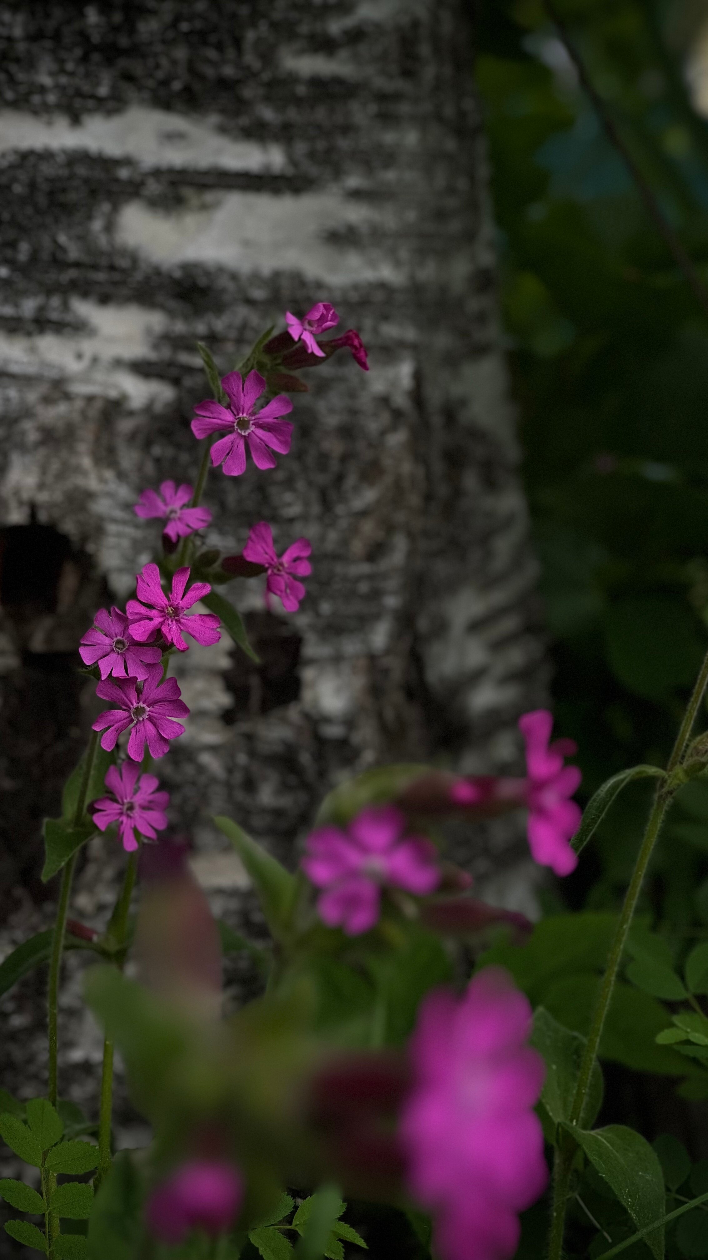 Фото Мята. Club