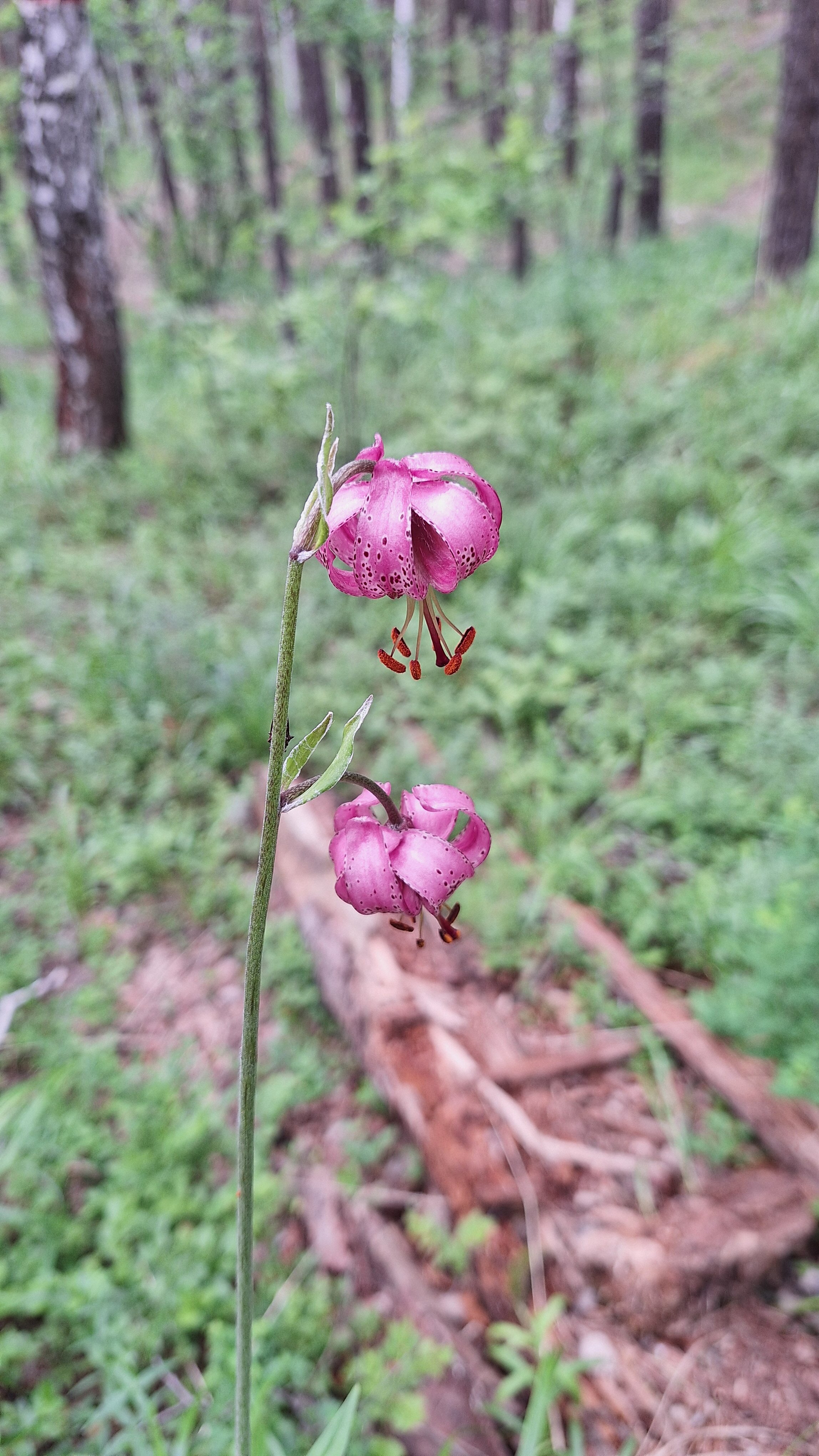 Фото Аракуль
