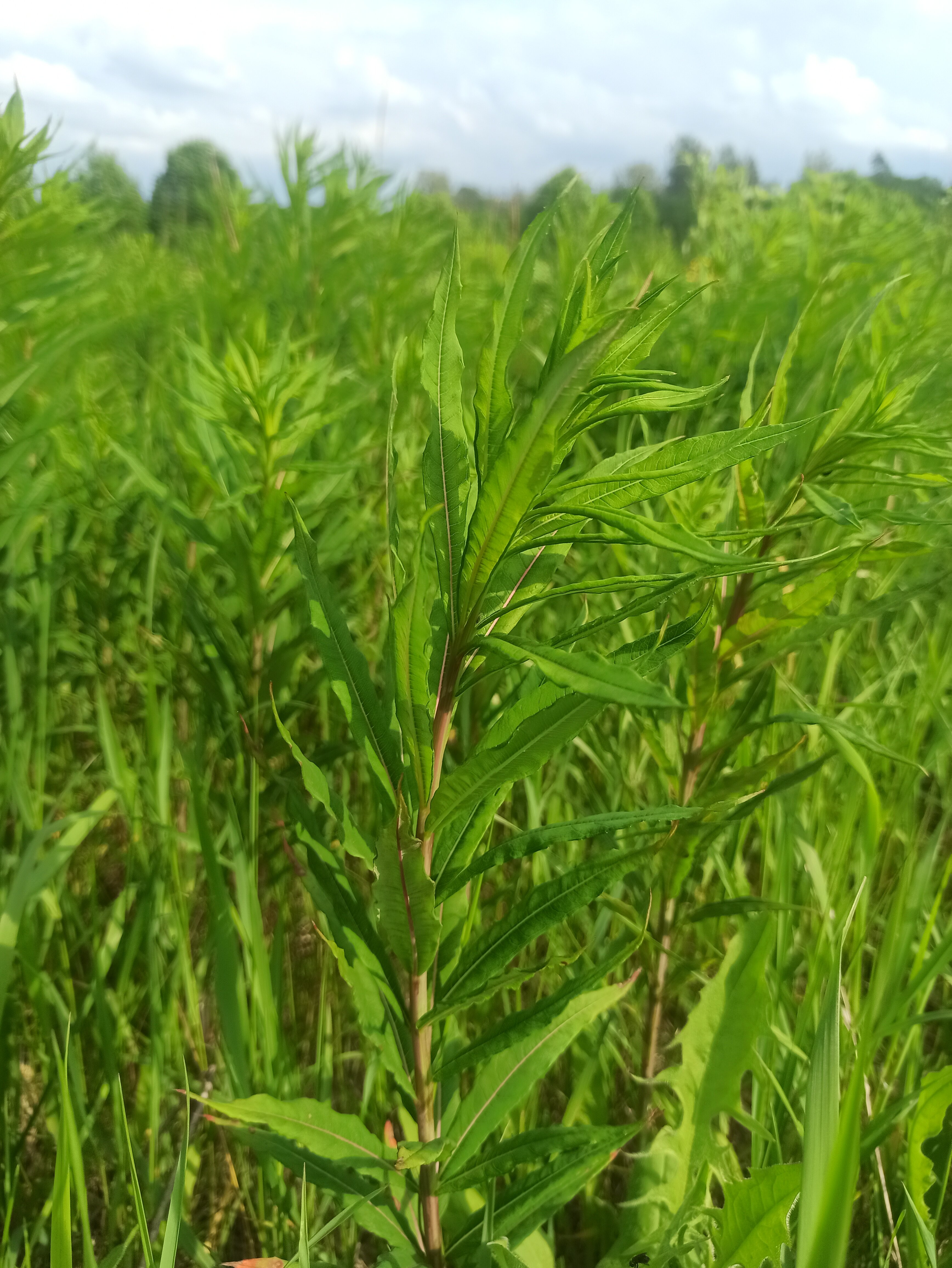 Фото Экоусадьба Зеленые Холмы