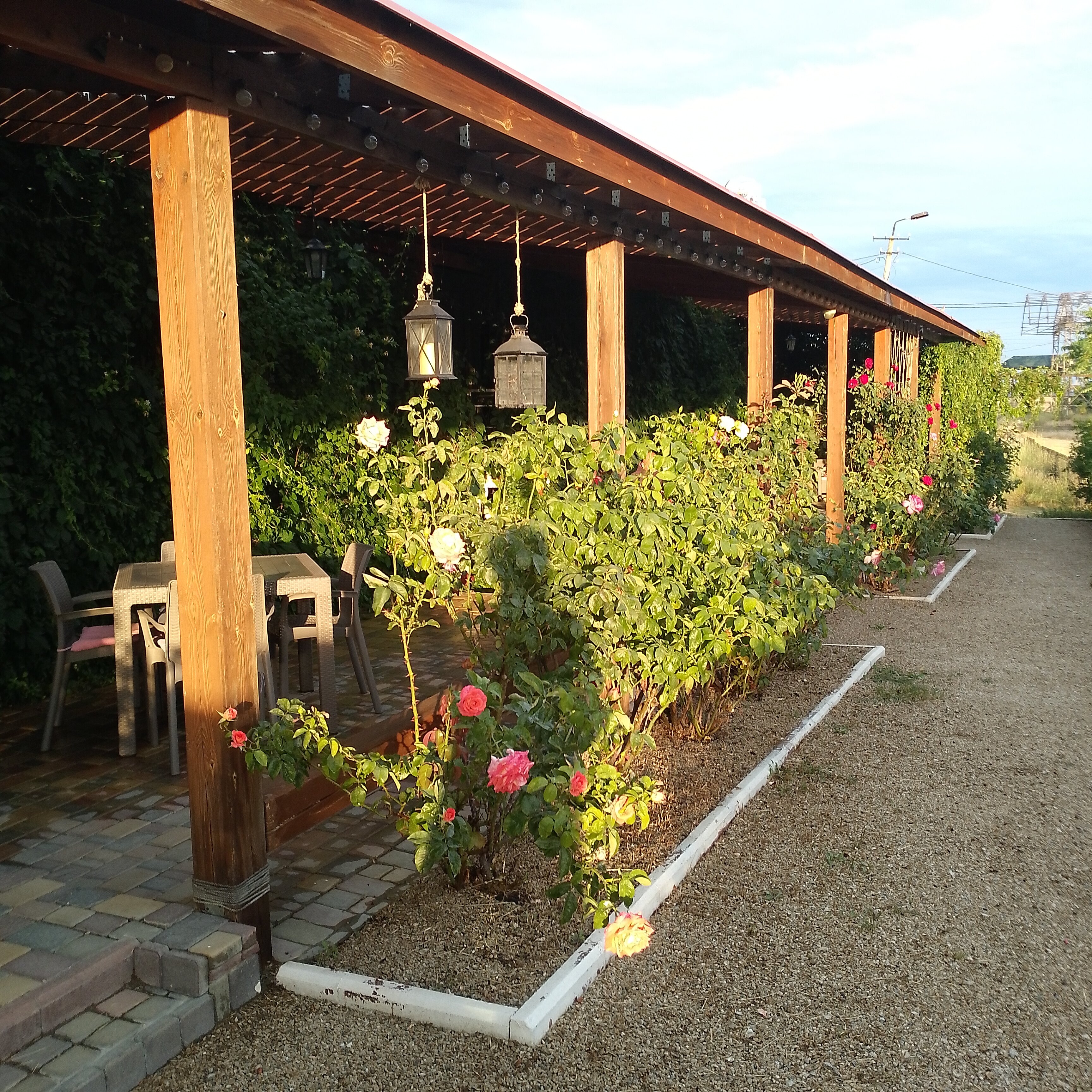 Фото Кактус