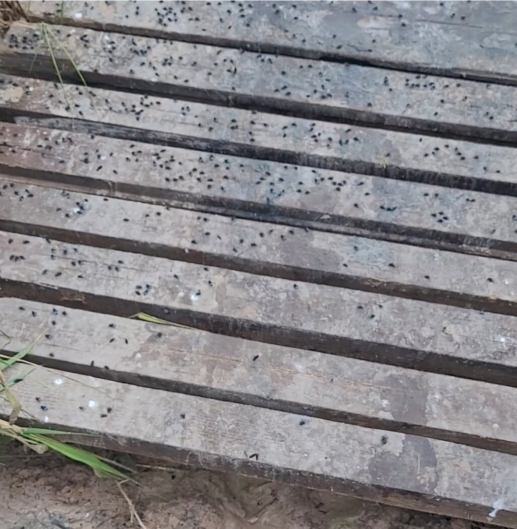 Фото Медвежий угол