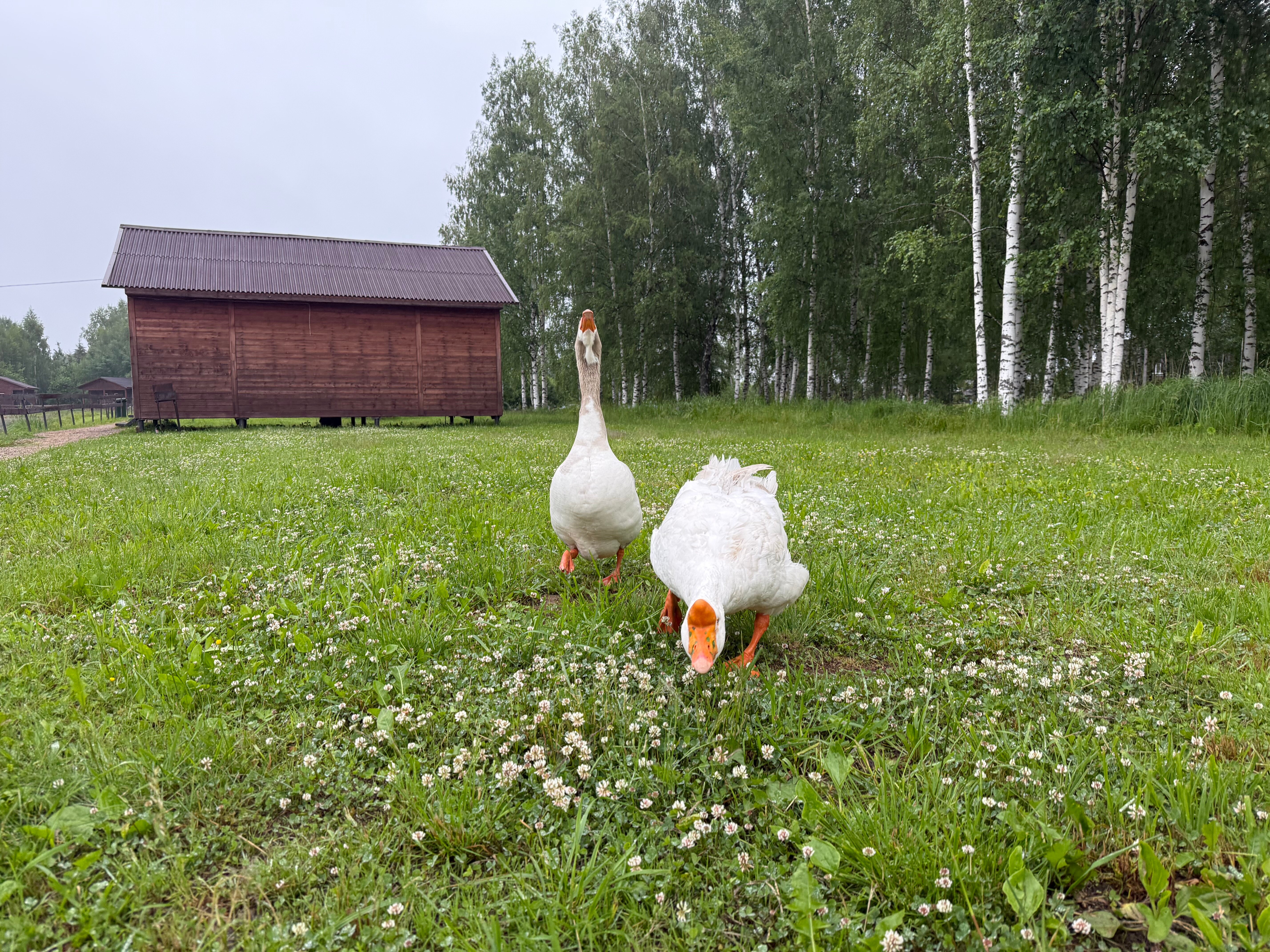 Фото Некрасовская дача