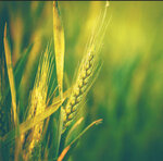 Аграрное (Voronezh Region, Novousmanskiy rayon, Babyakovskoye selskoye poseleniye, teprritoriya zona №8, 18А), warehouse services