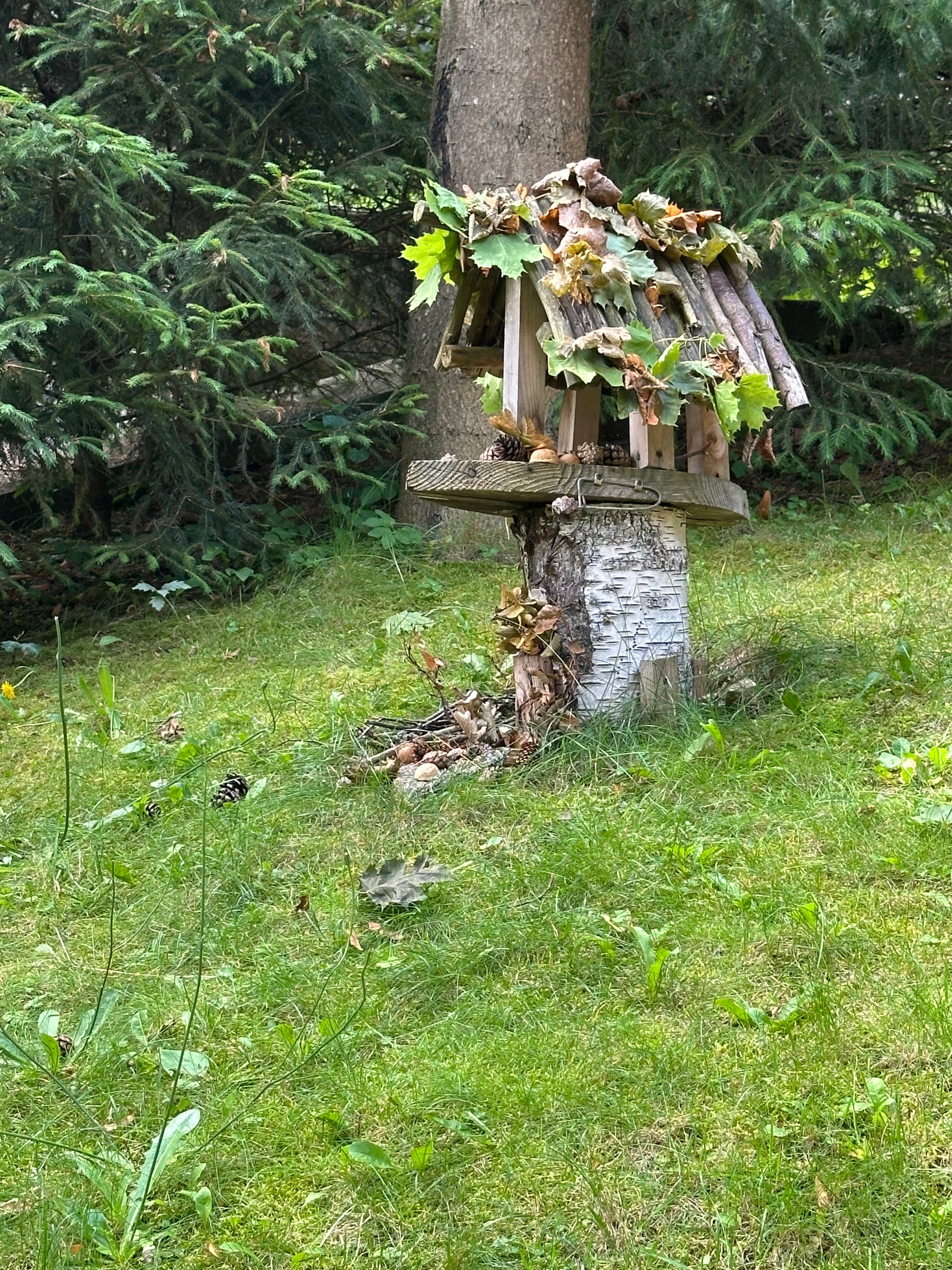 Фото Фламинго