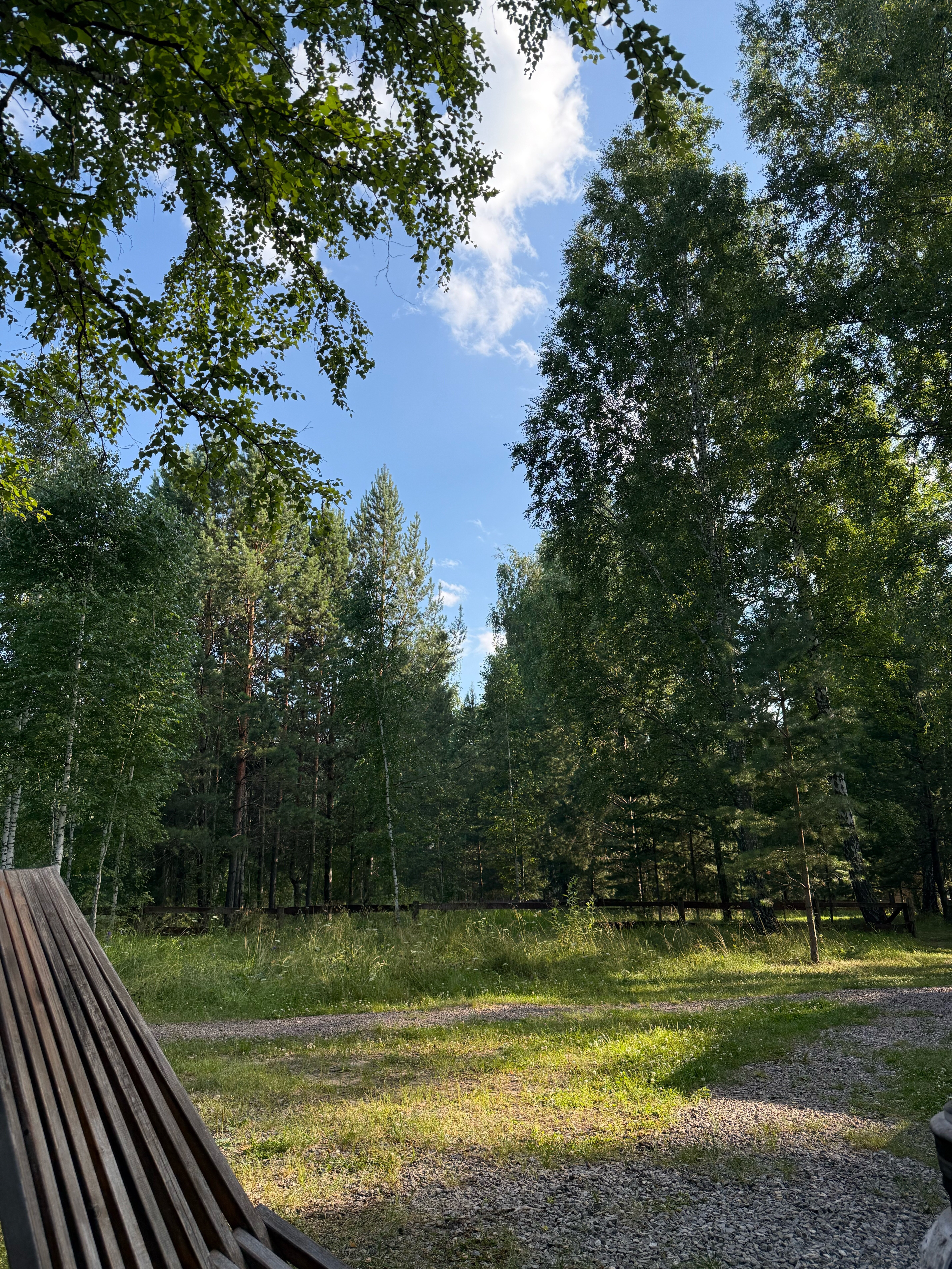 Фото Ветер в соснах